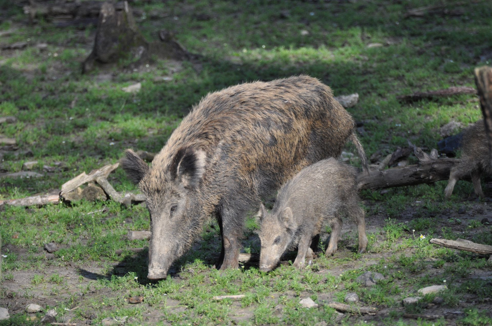 Wildschweine