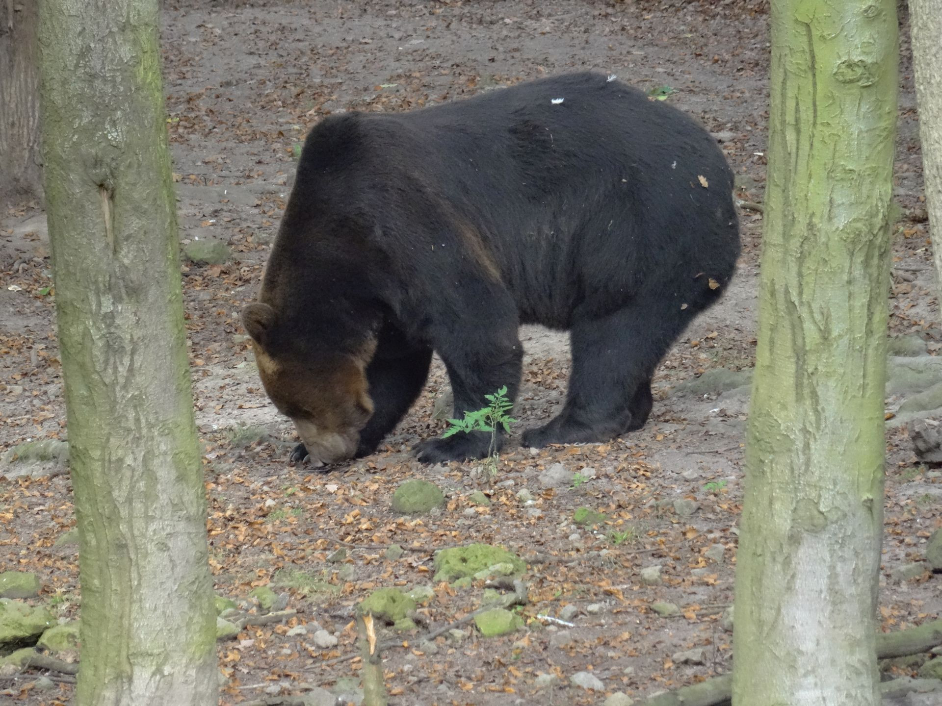 Bär Balu