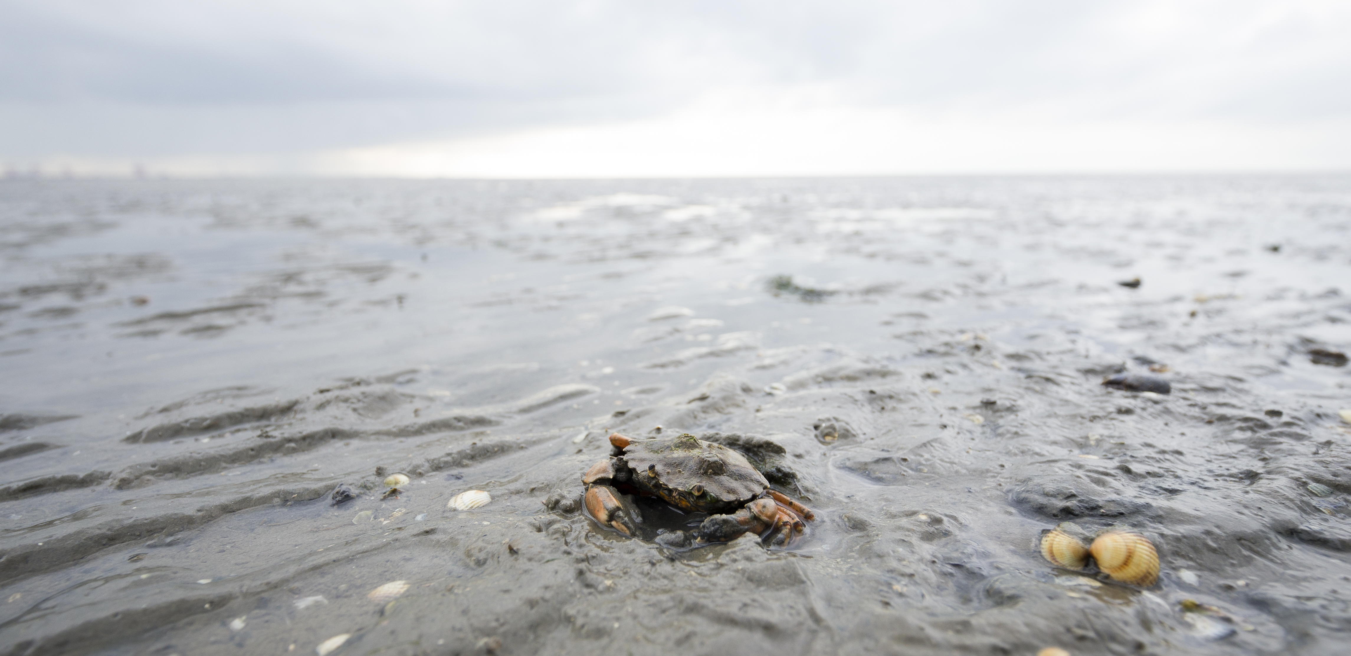 Unesco-Weltnaturerbe-Wattenmeer