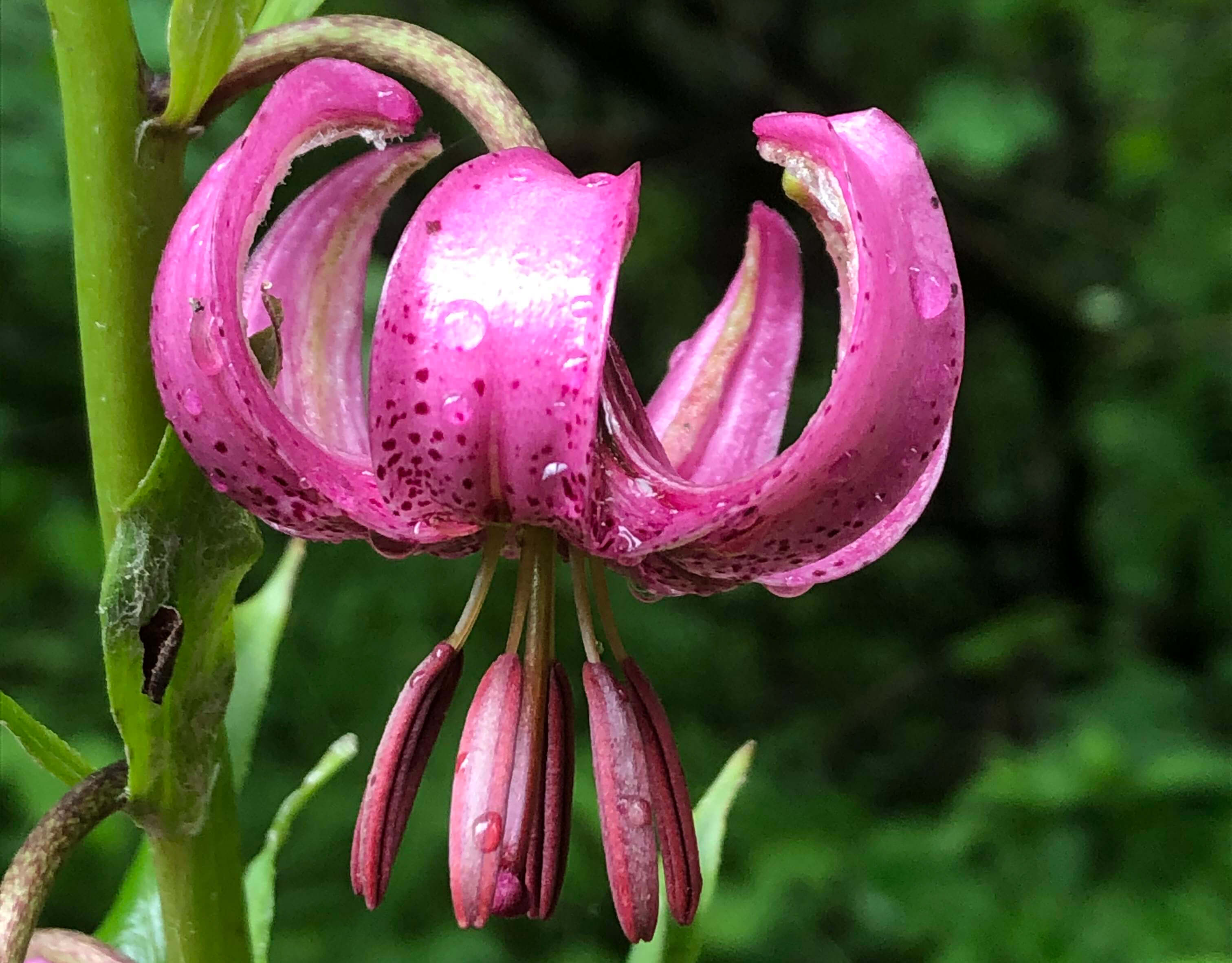 Martagon lilies