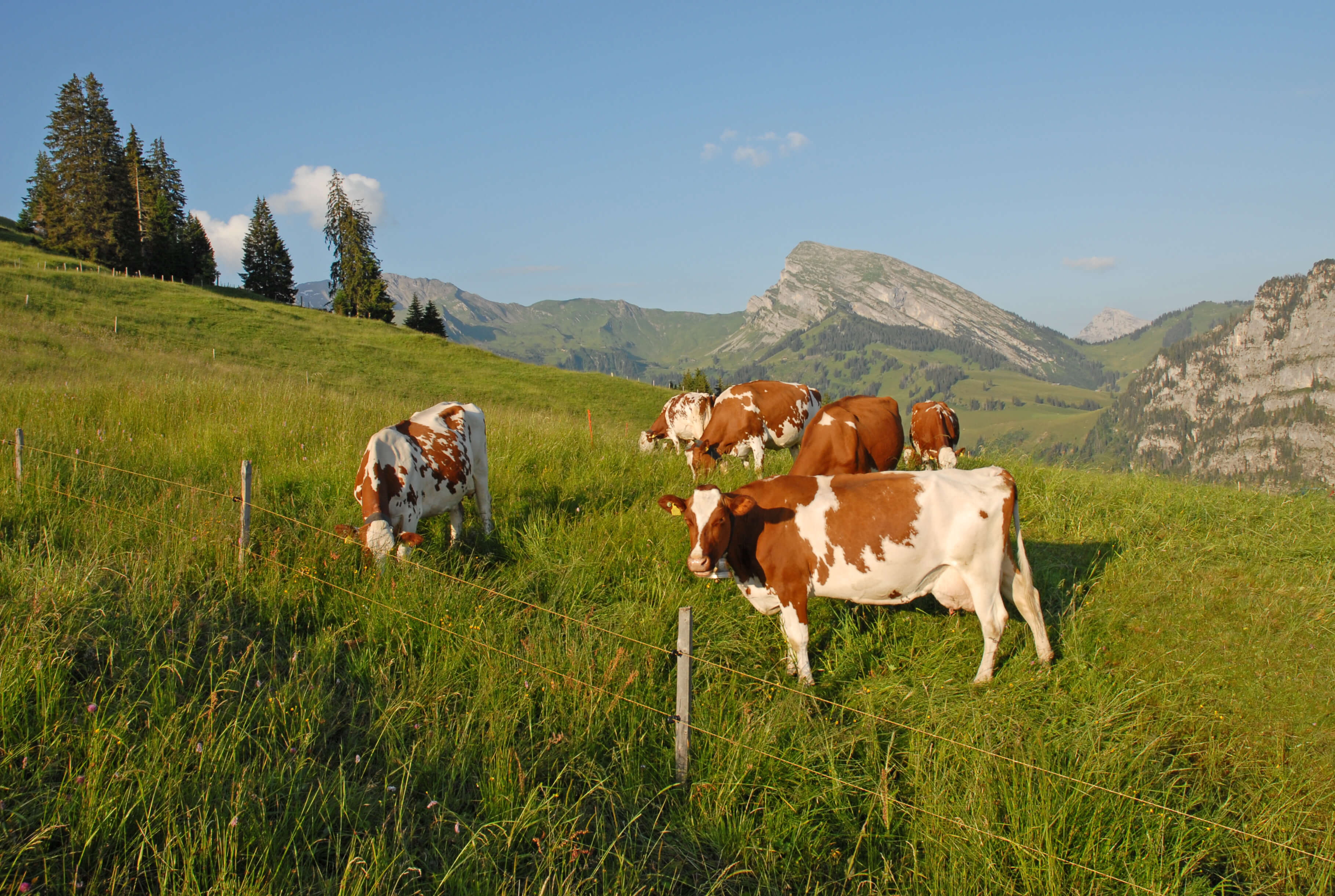 Tierische Bewohner der Alp