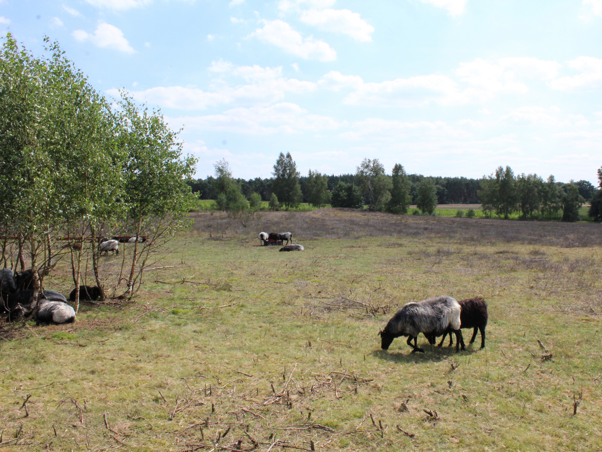 Mainscher Heide
