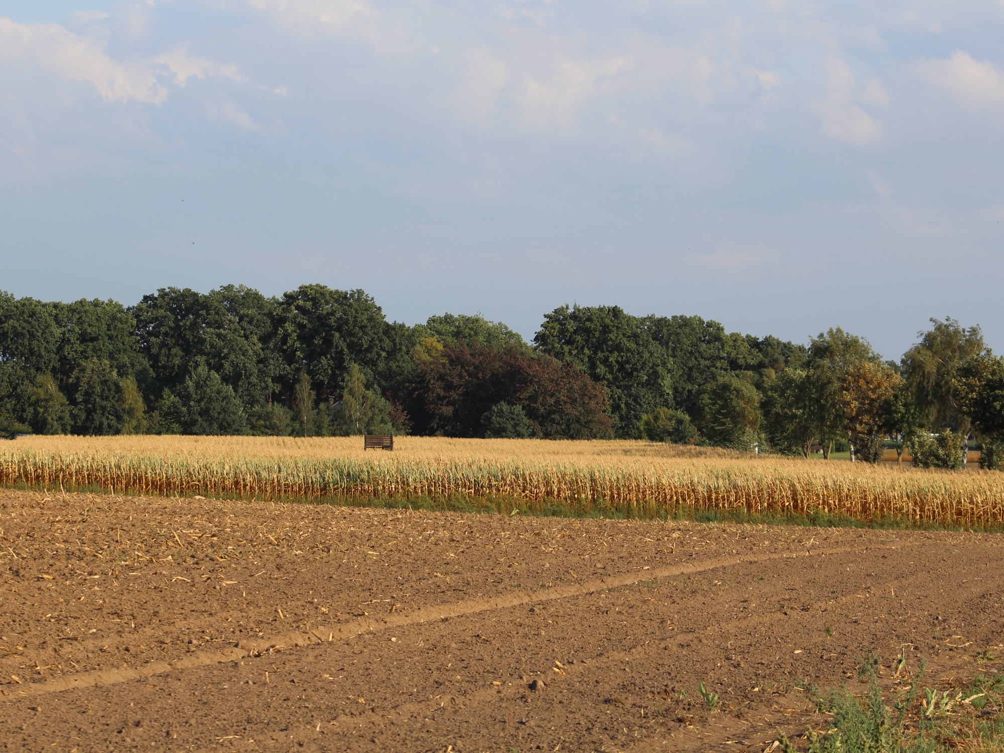 Maislabyrinth Höfen