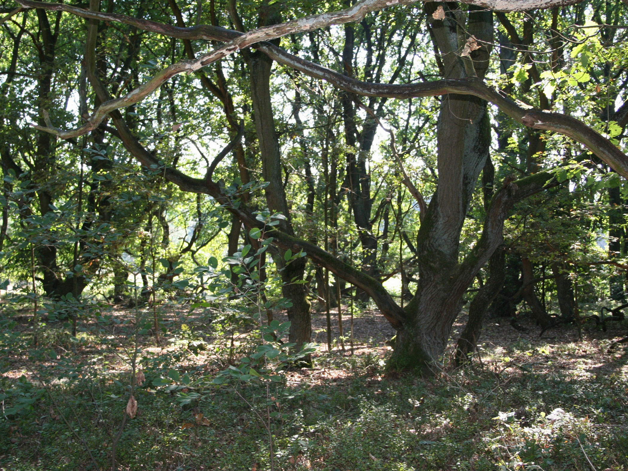 Naturschutzgebiet Eichenkratt