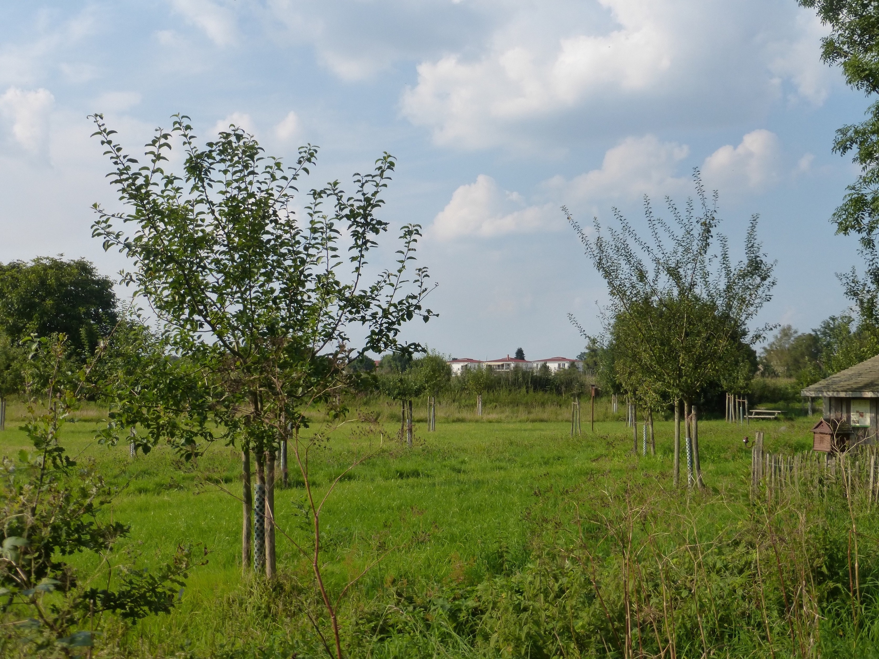 Streuobstwiese Achimer Marsch