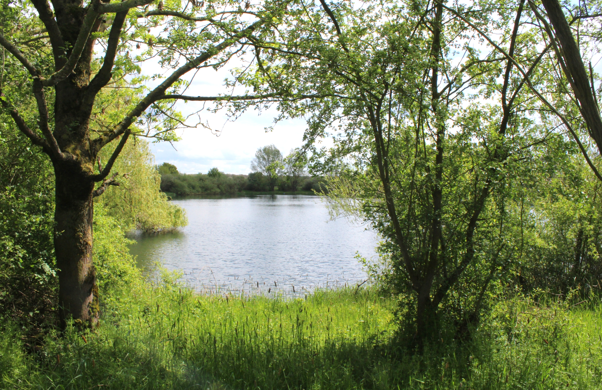 Wiedesee