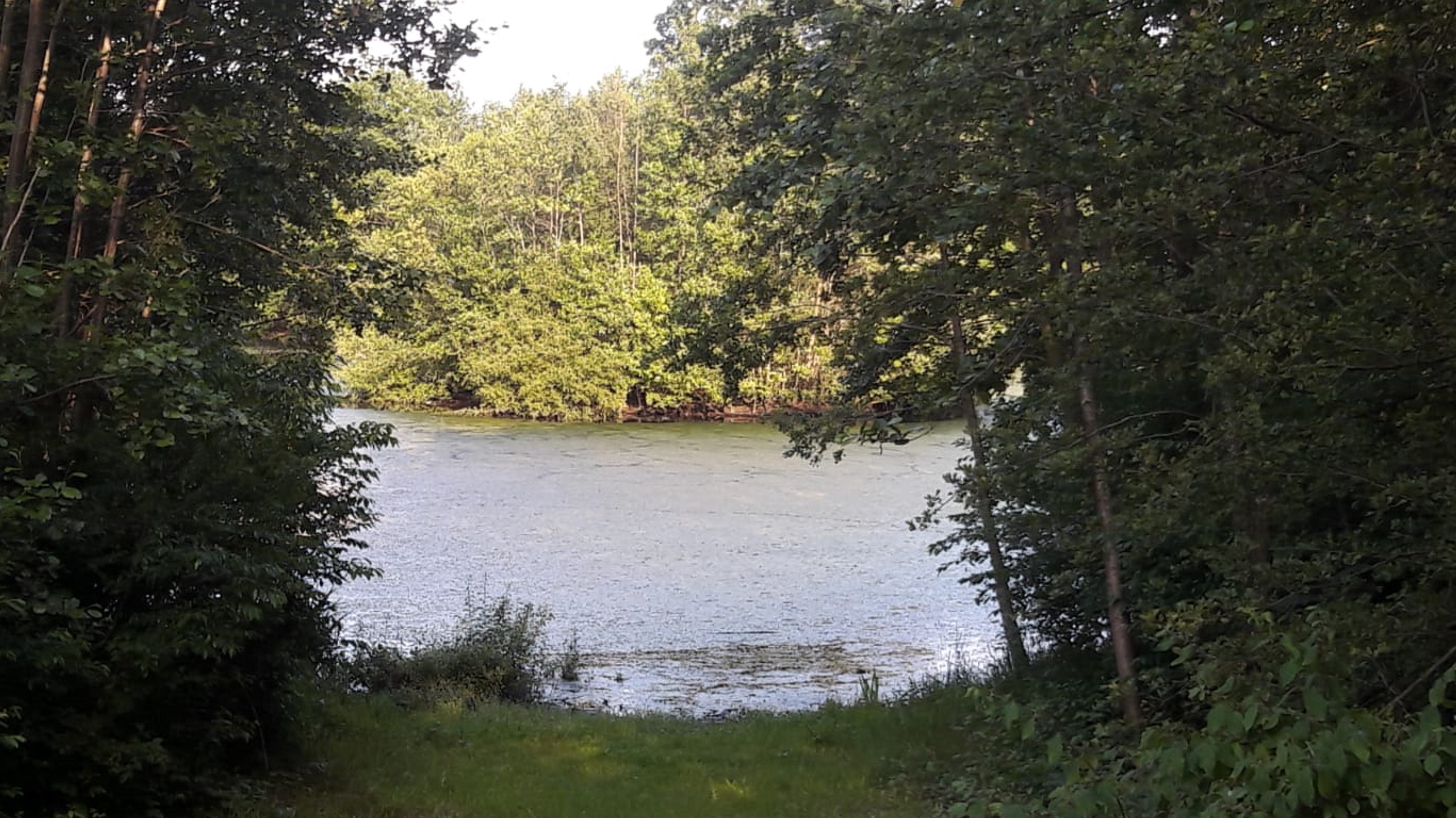 Naturbelassenes Regenrückhaltebecken Kirchtimke