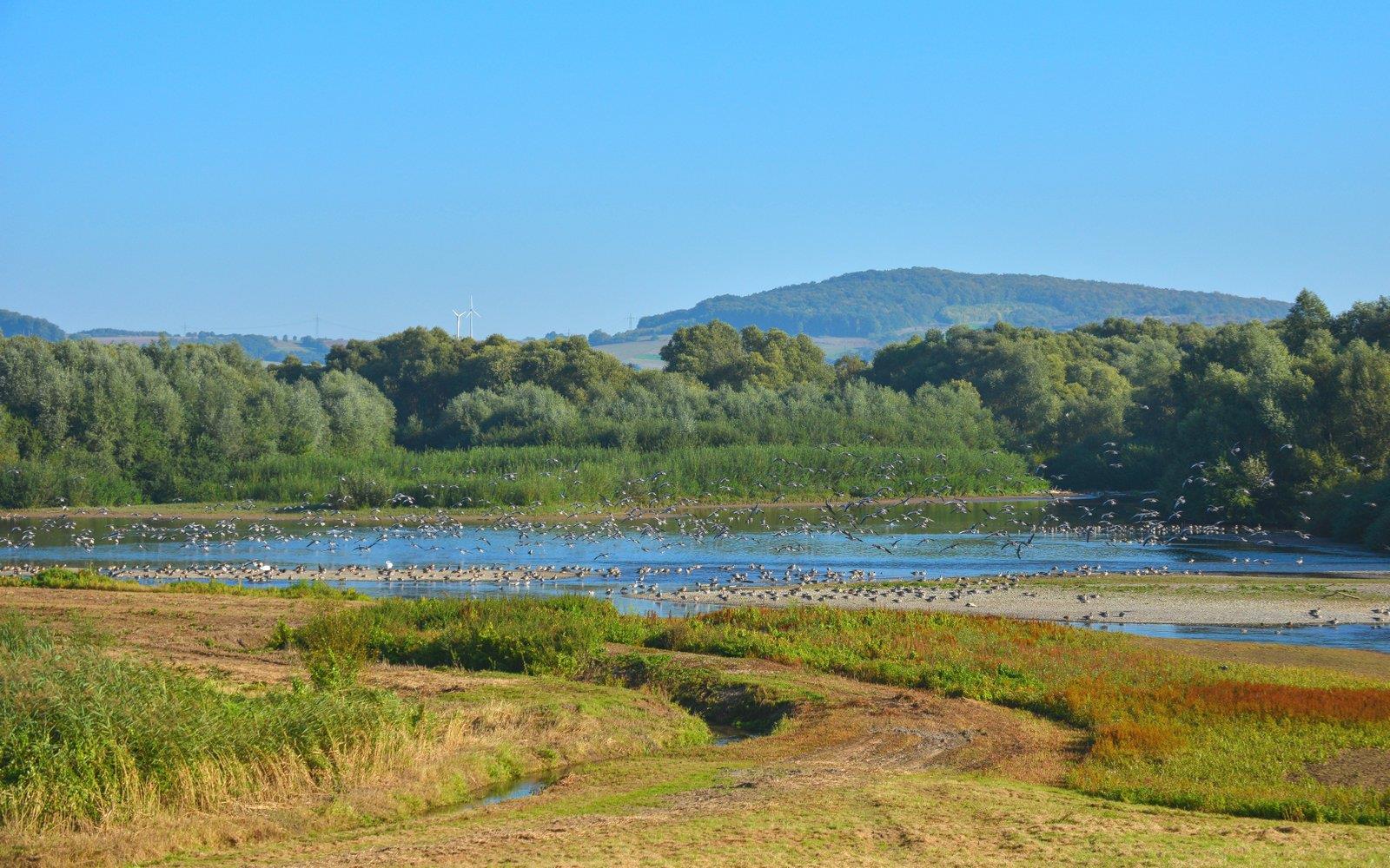 EU-Vogelschutzgebiet Leinepolder