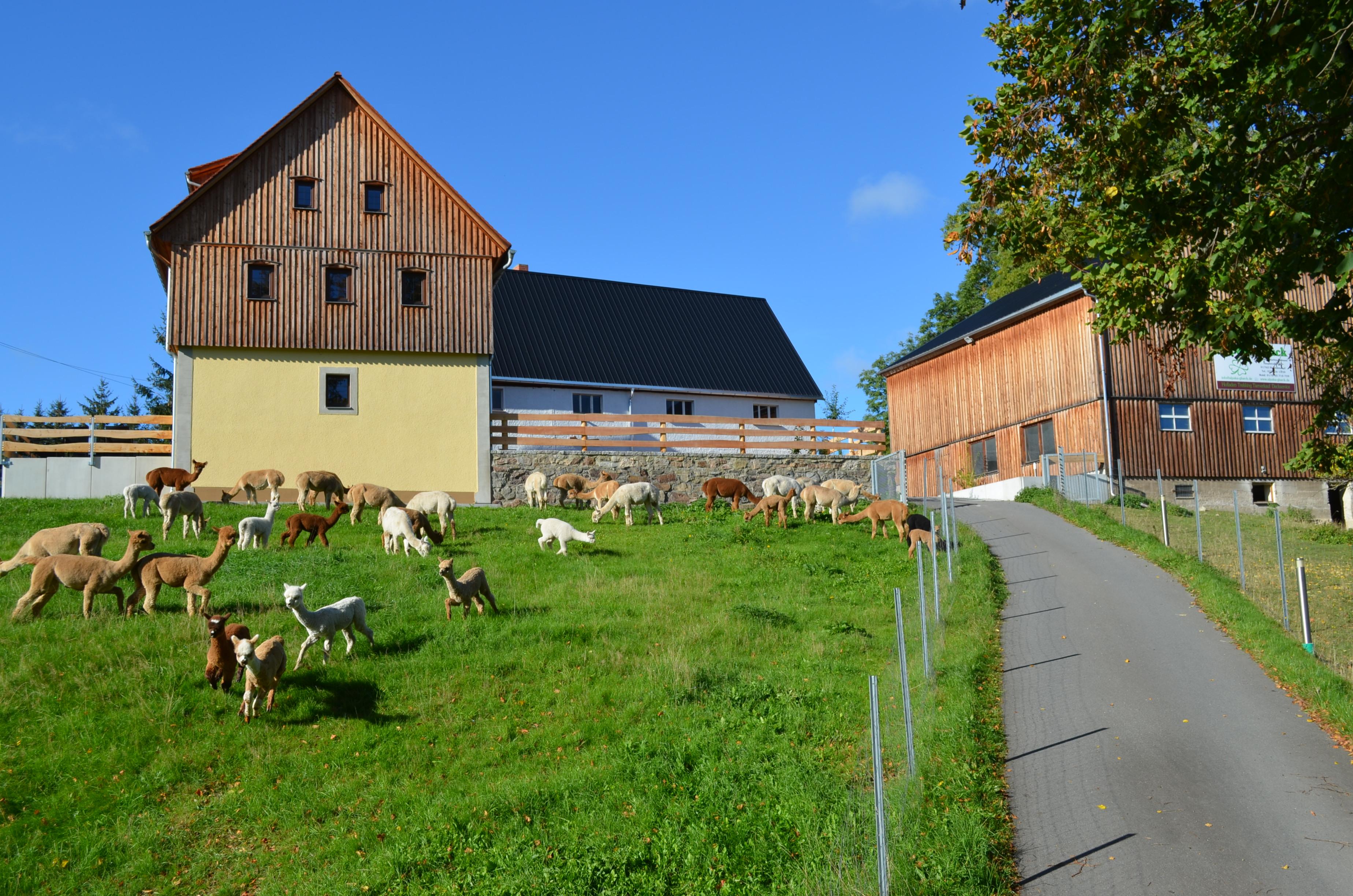 Ferienhaus Alpaka Glück – Motiv