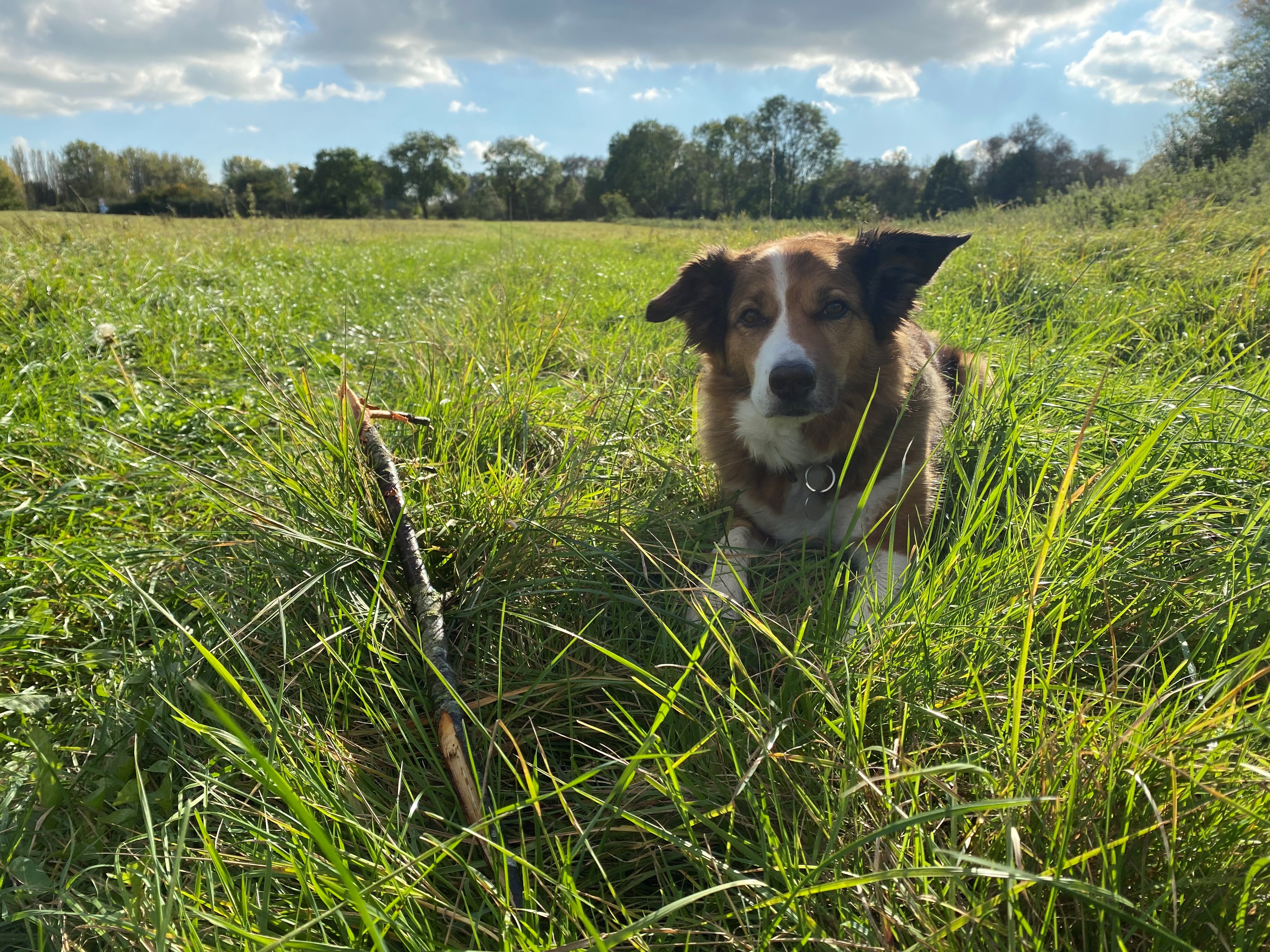 Hundetreff am Stein