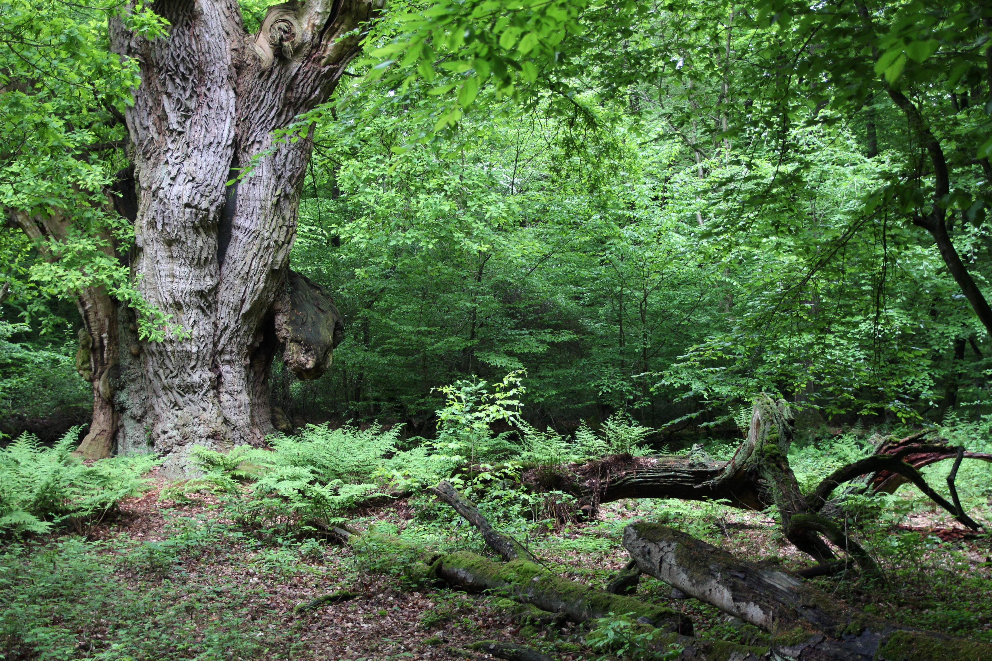 WaldSpuren-Tour