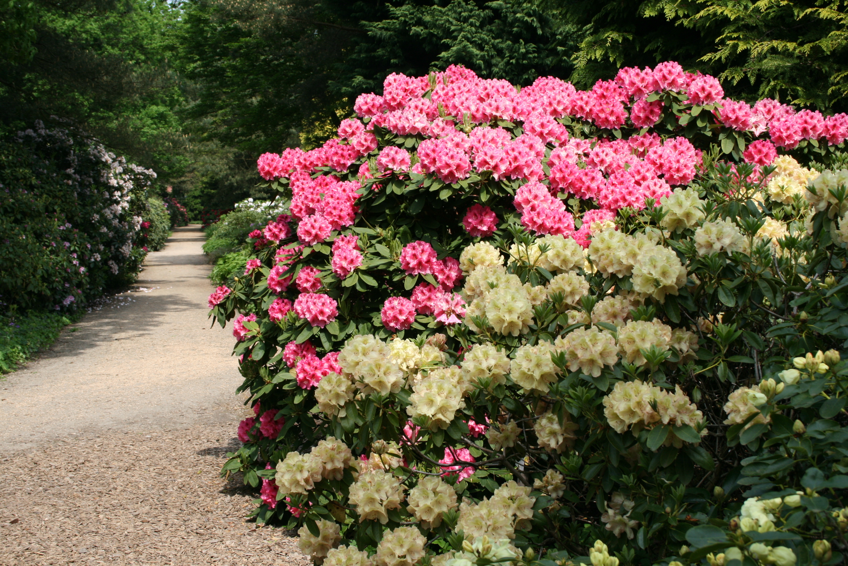 Freizeitgartenbau: Abendspaziergang im Mai - Rhododendron im Klimawandel