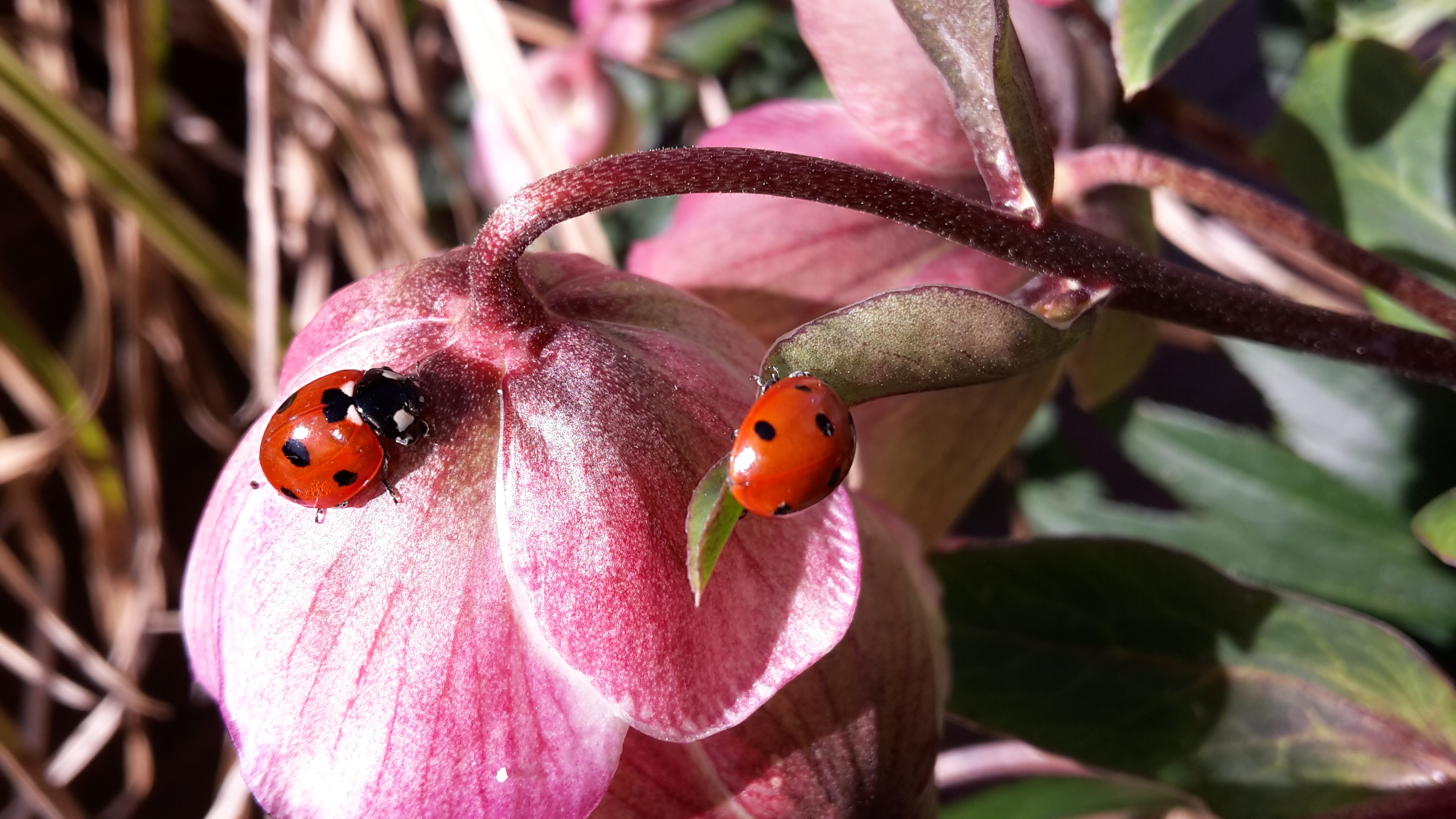 Freizeitgartenbau: Insekten ein Zuhause schaffen