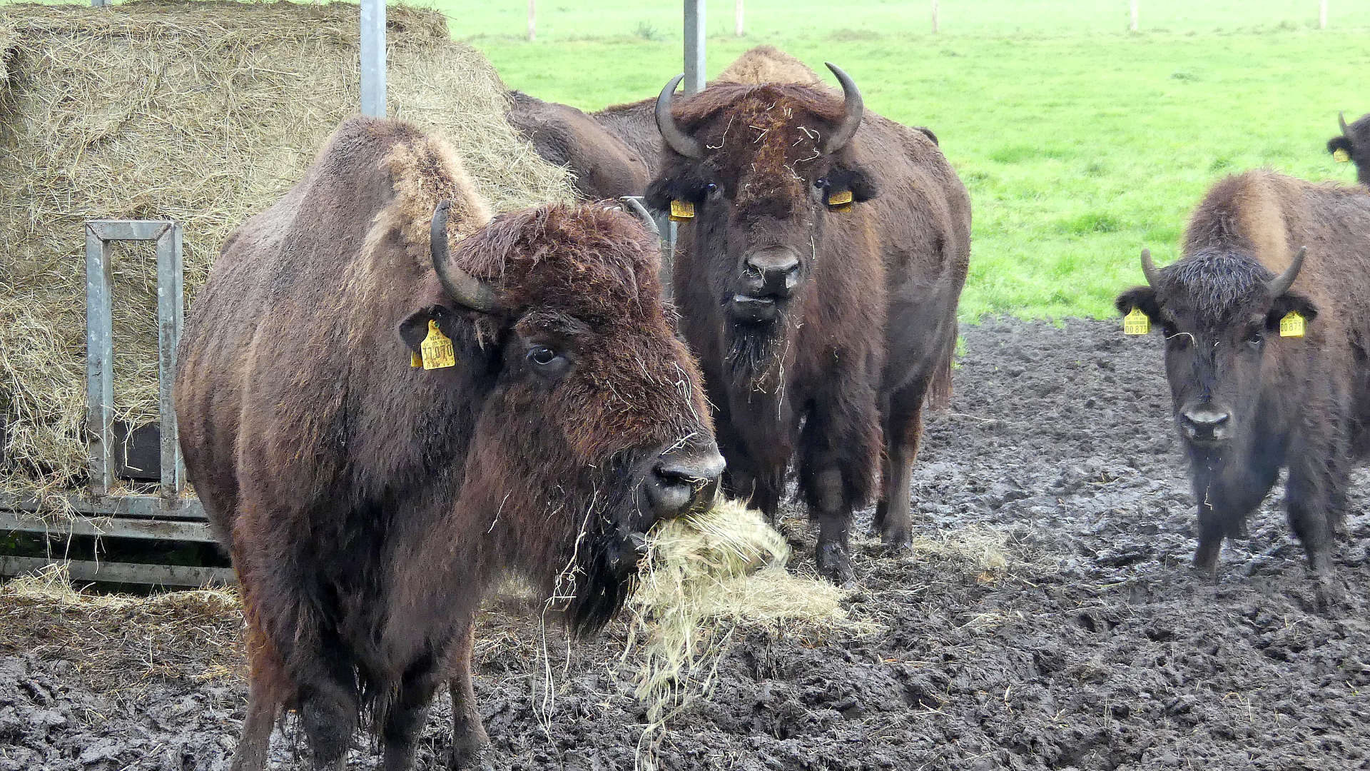 Bisonhof Boitzen