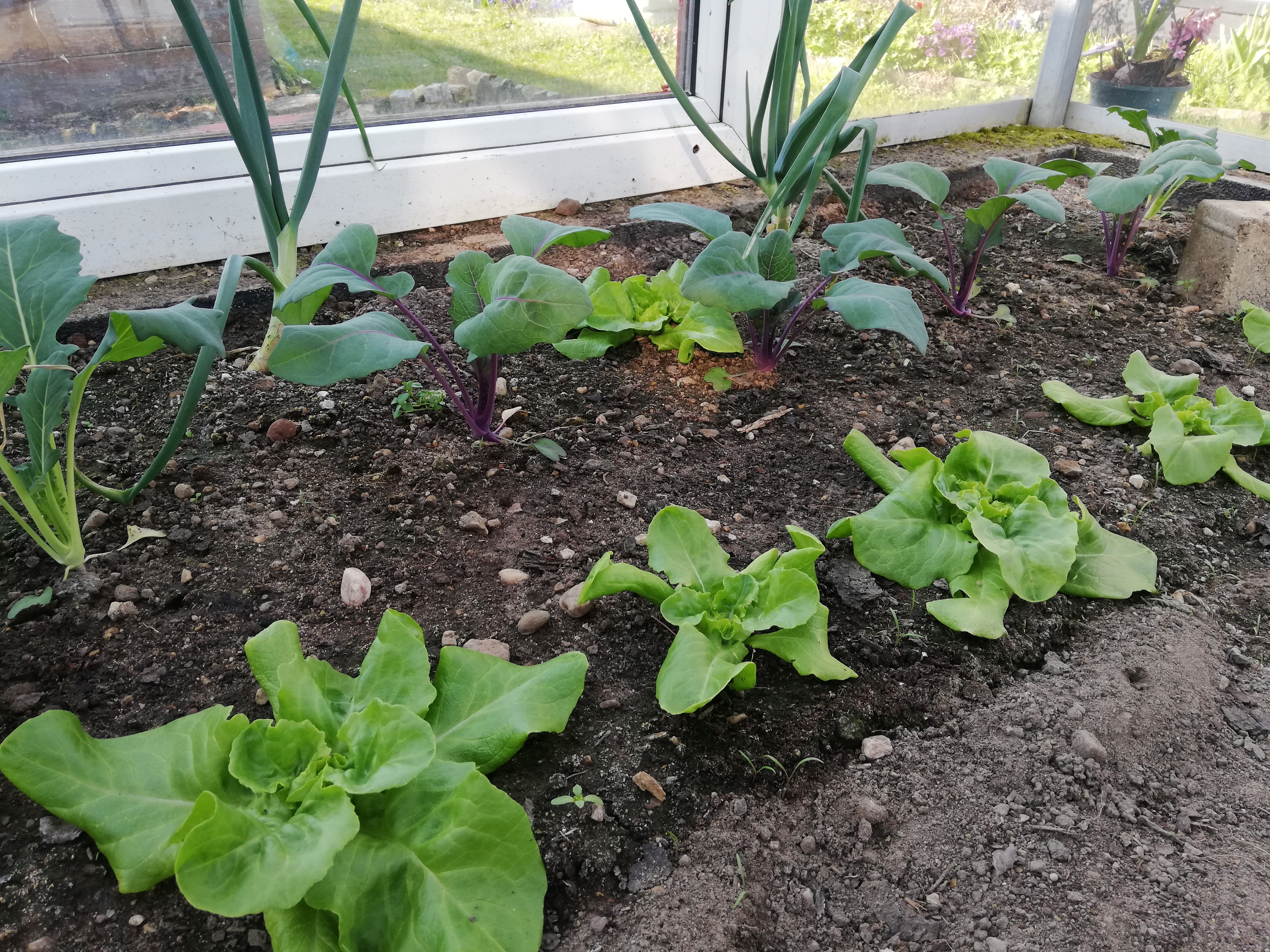 Freizeitgartenbau: Mein erstes Gemüsebeet im Garten