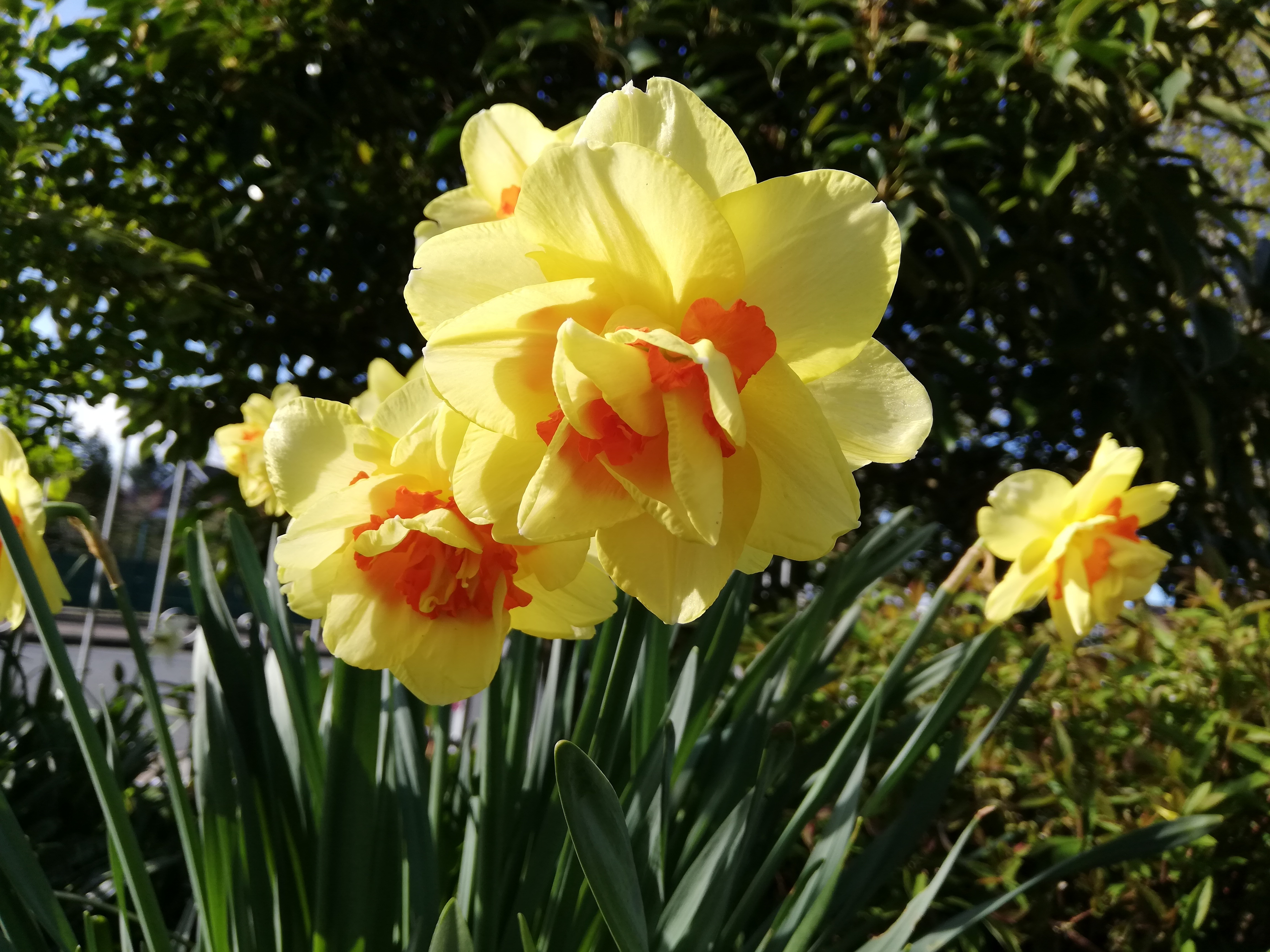 Freizeitgartenbau: Floristik-Workshop: Frühlingslaune - Wir gestalten Frühlings- und Osterkränze