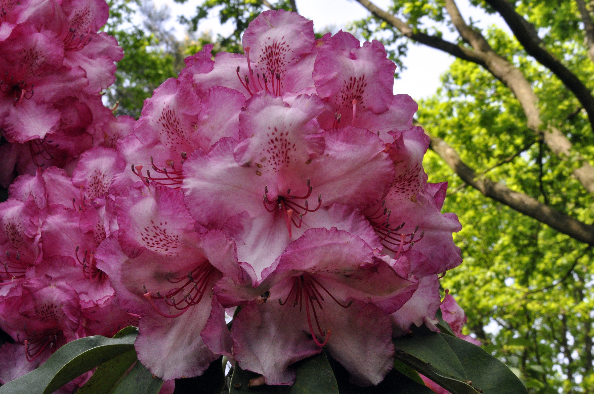 Rhododendron und ihre Begleiter im Park
