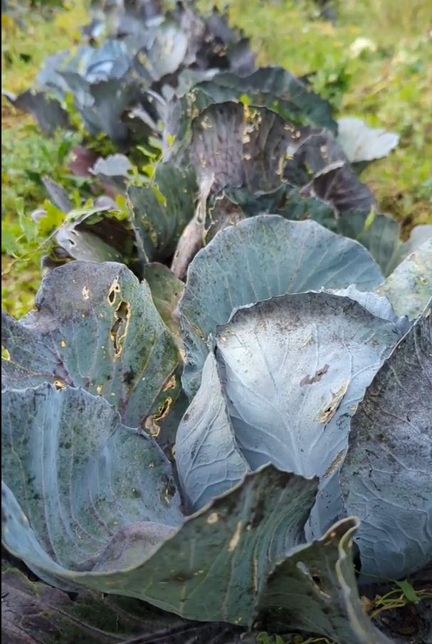 Rotkohl