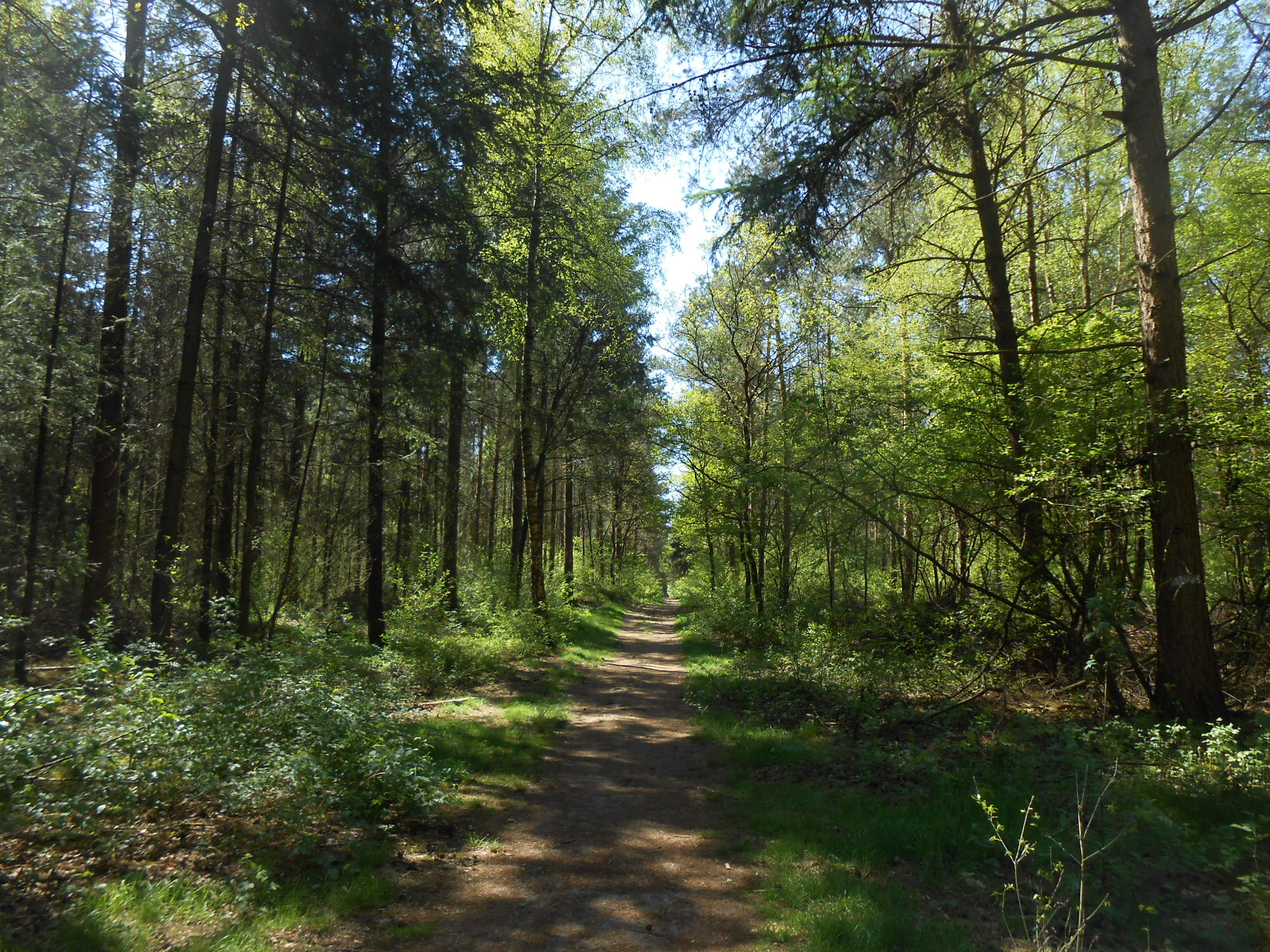 Barneführer Holz