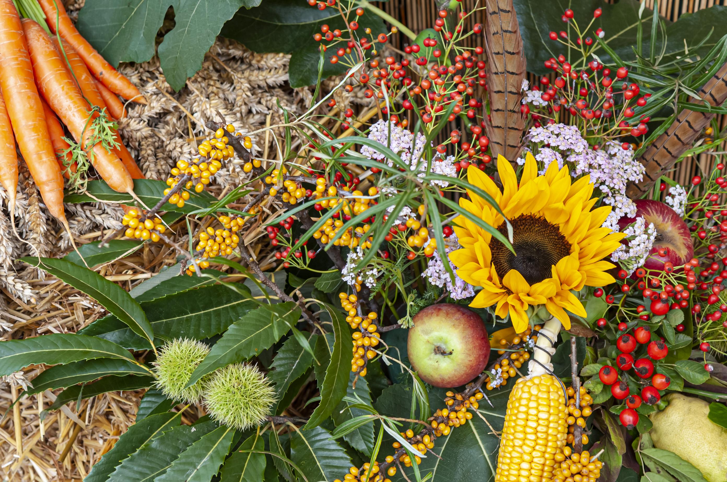 Herbstblumen
