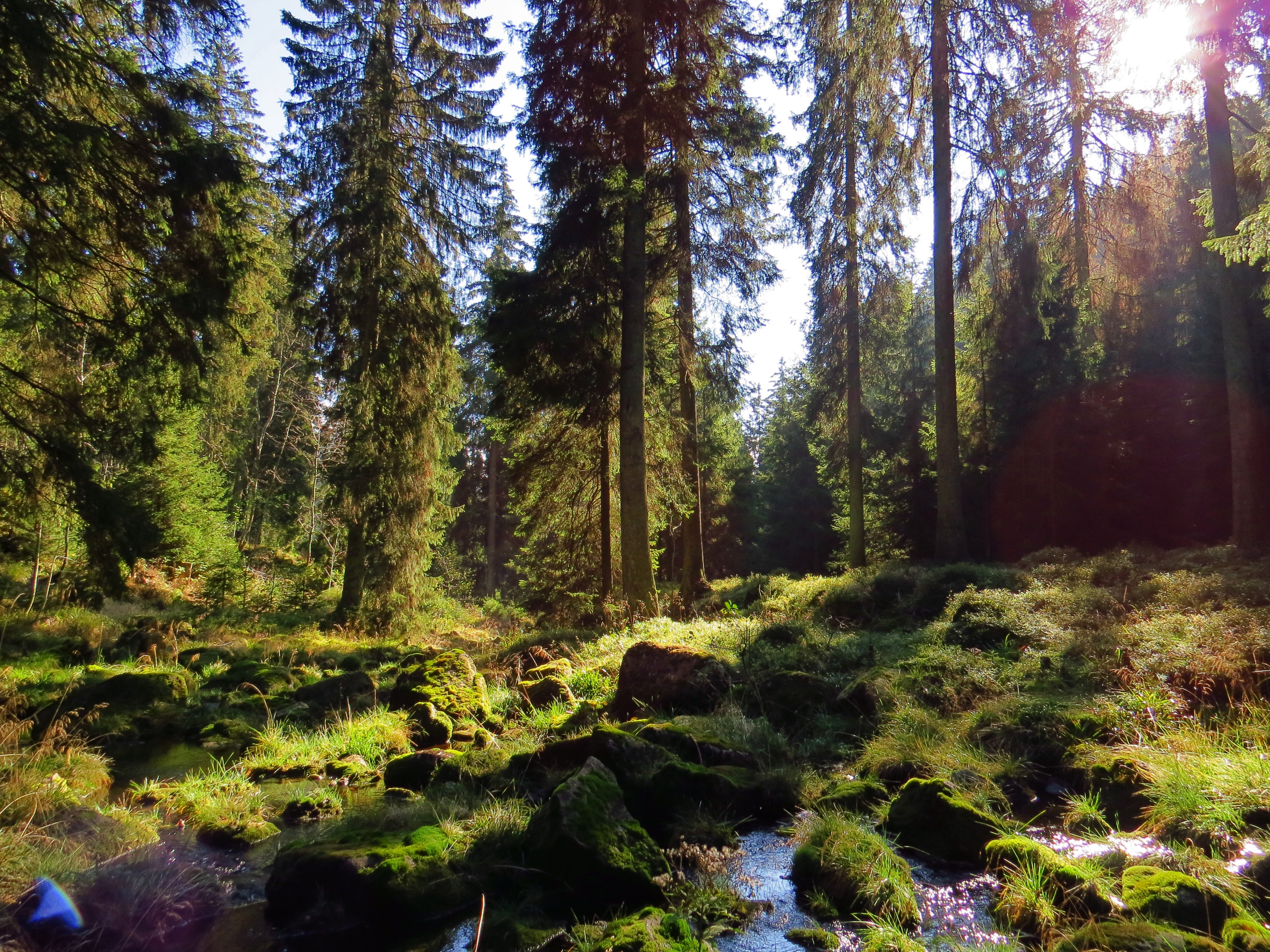 Waldbaden - Shinrin Yoku