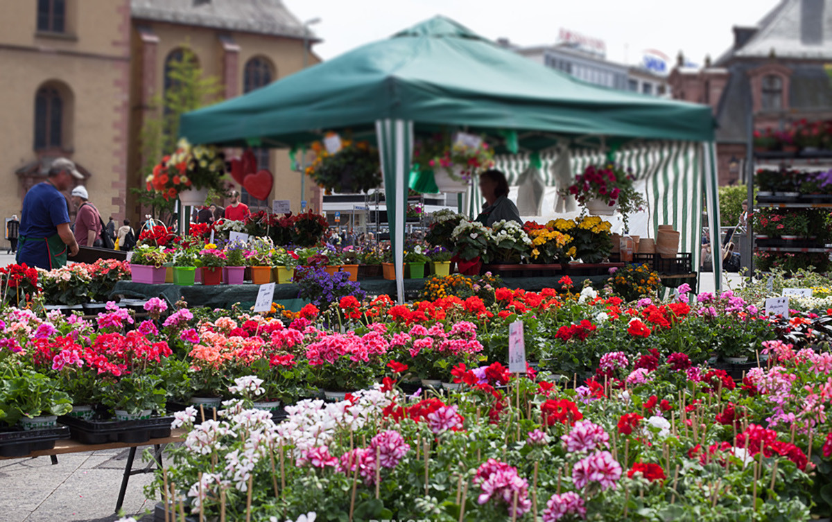 Flower and Plant Market at Liebfrauenberg