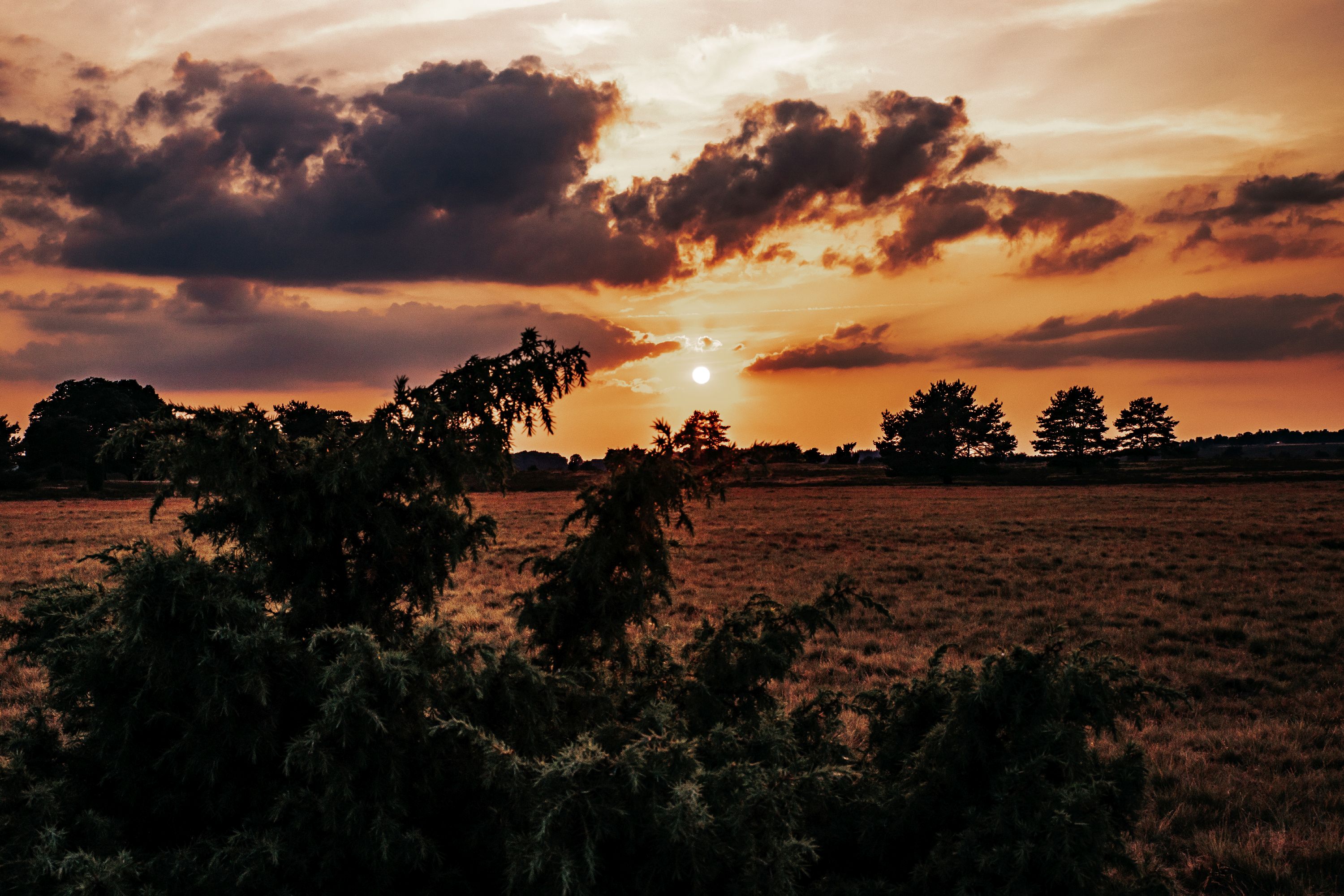 Bispingen: Behringen Heath | Lüneburger Heide