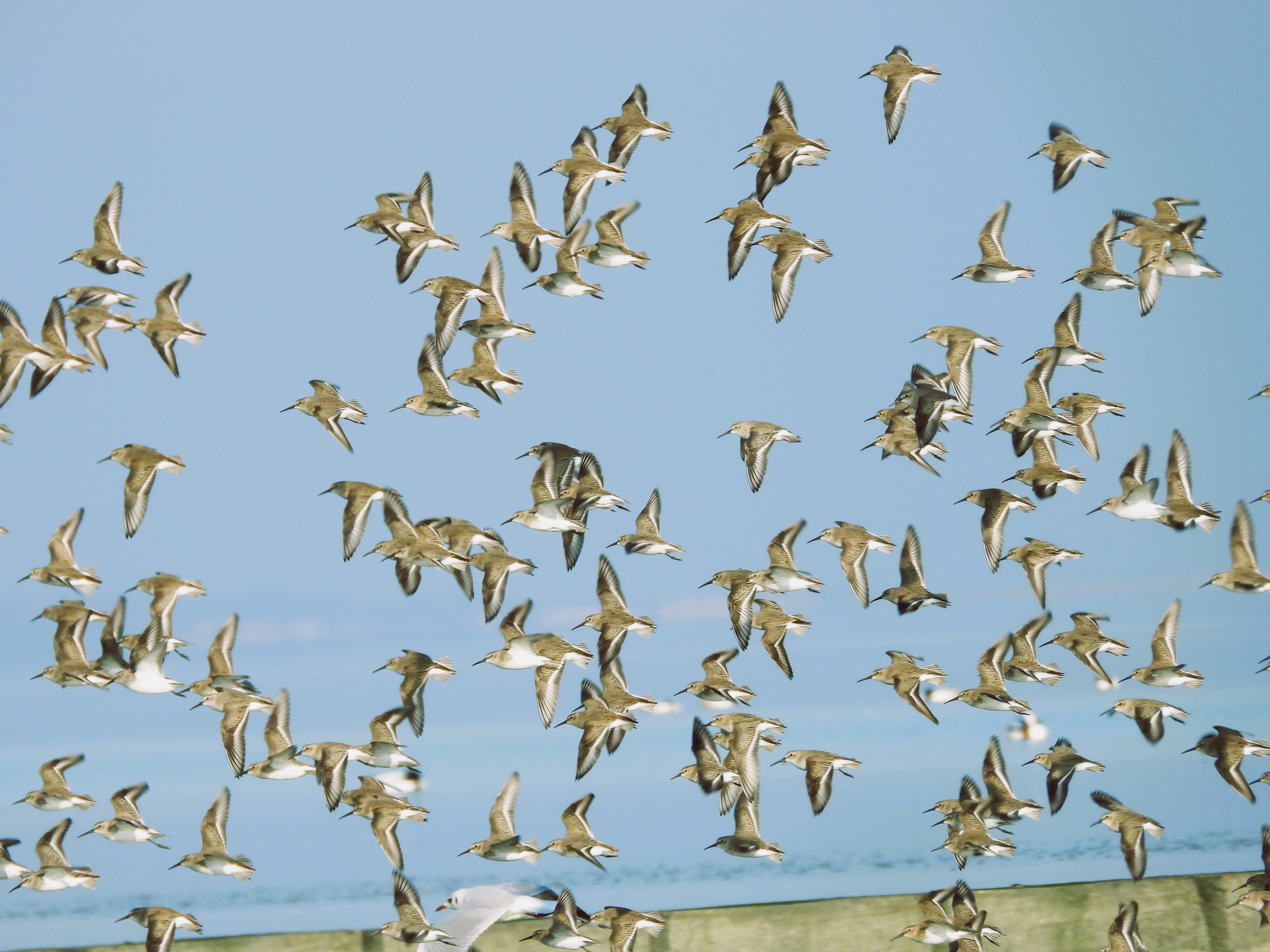 12.11.2022 Vogelwelt Bensersiel Bild. Birgit Haller ©Wattenhuus Bensersiel (7).JPG