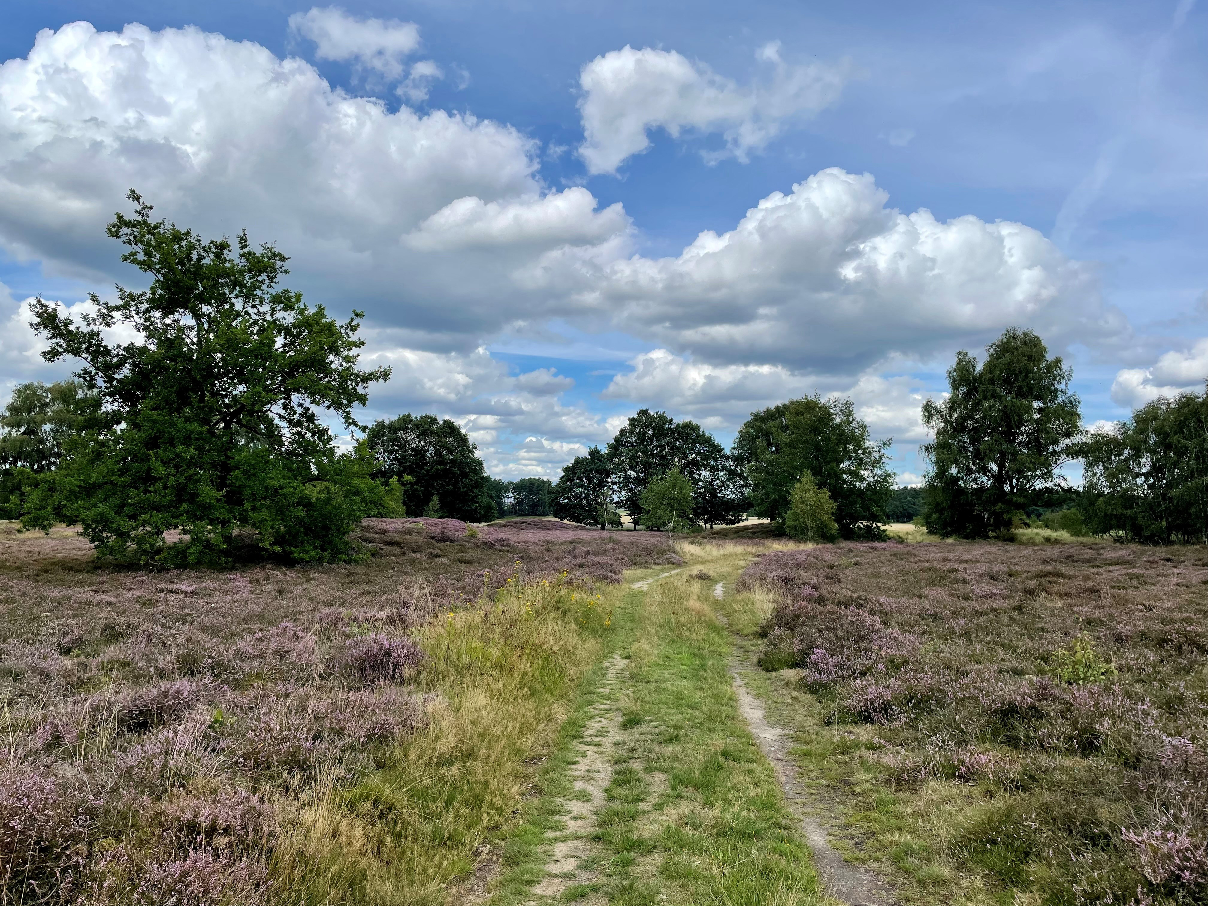 Addenstorfer Heide