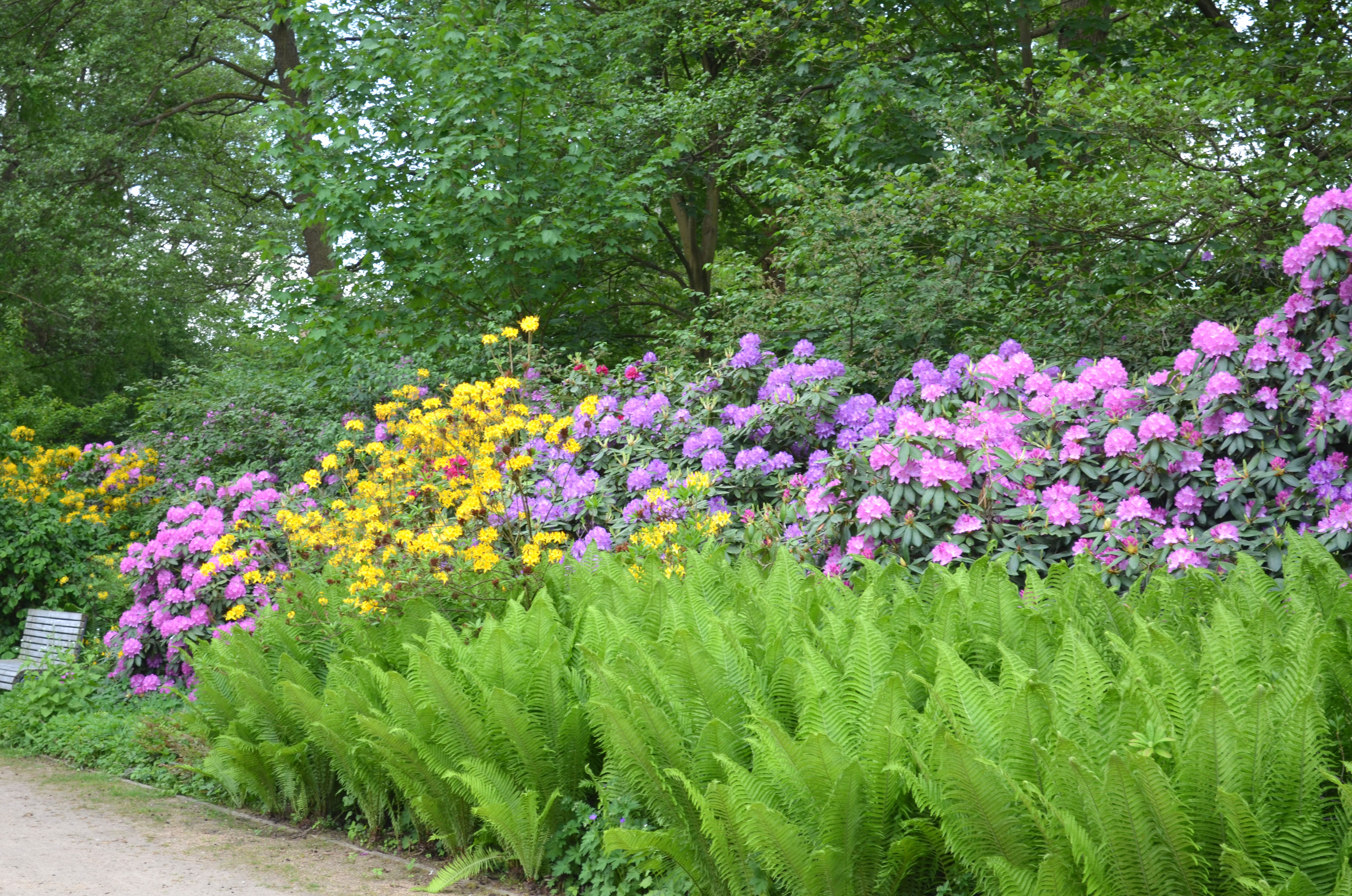 Rhododendron-Park im Kurpark Bad Bevensen
