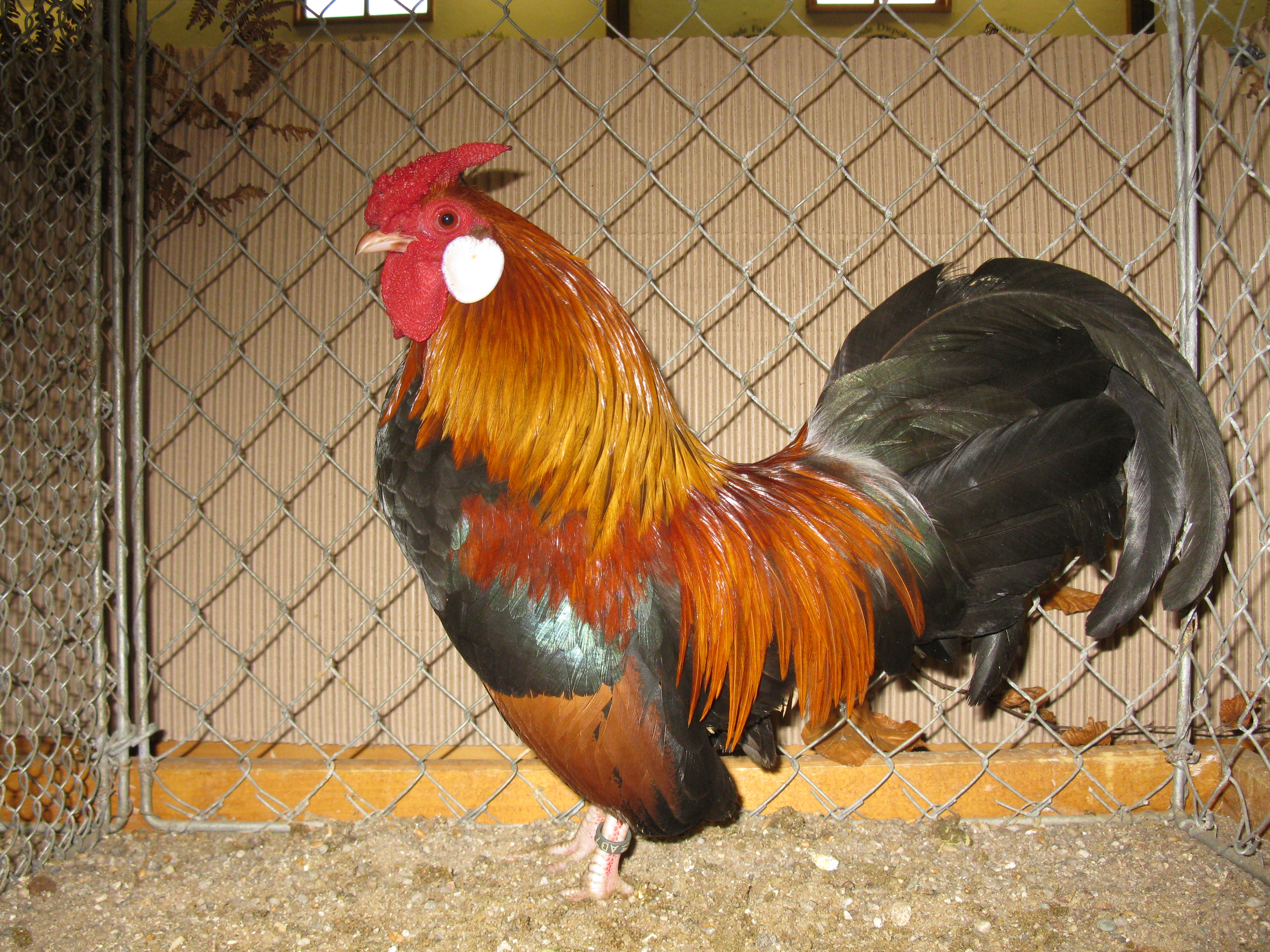 Trenckstadtschau vom Kleintierzuchtverein