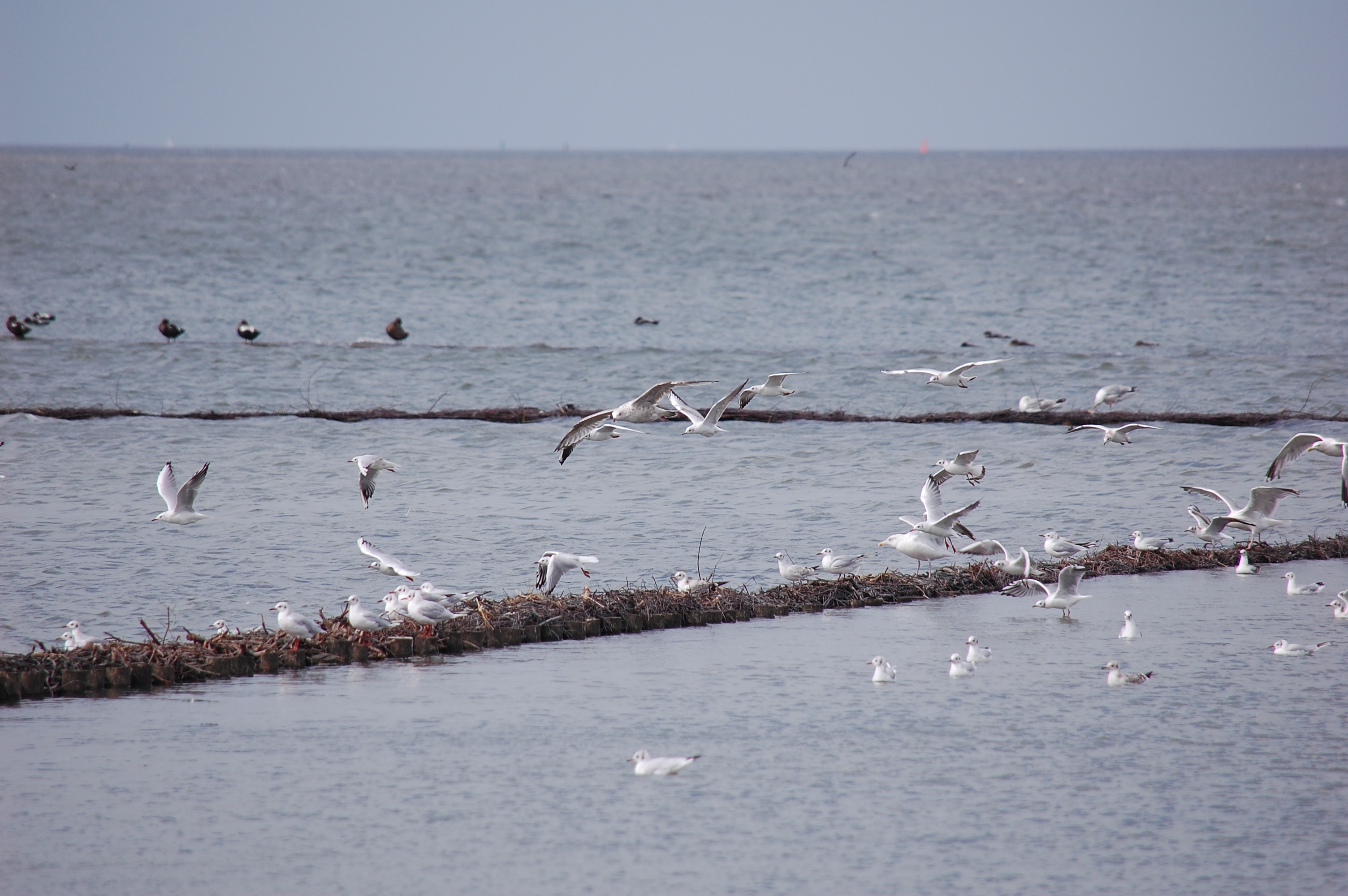 Möwen in Dornumersiel, Nationalpark-Niedersächsisches Wattenmeer