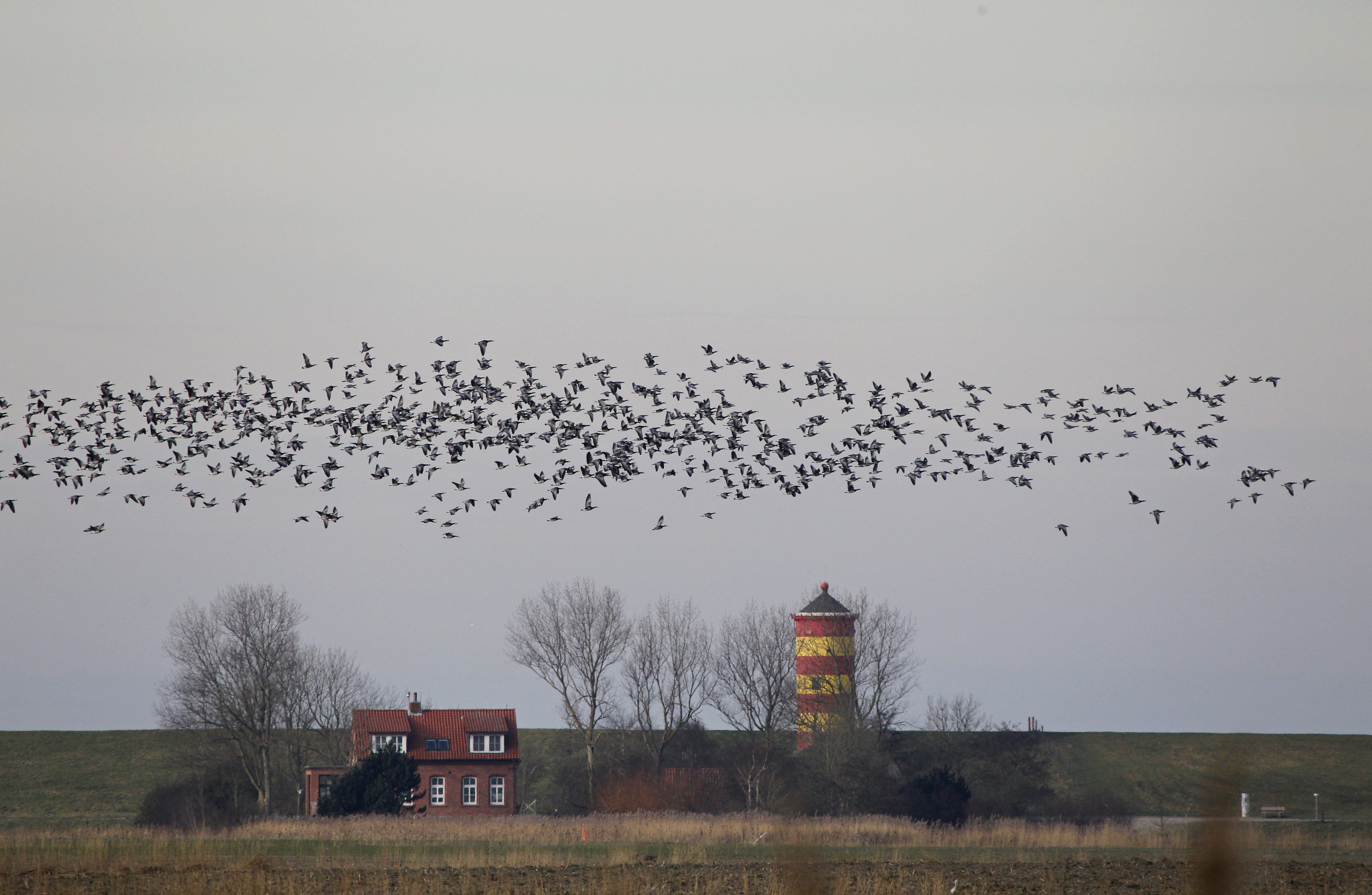 Nonnengänse über dem Pilsumer Leuchtturm an der ostfriesischen Nordseeküste.