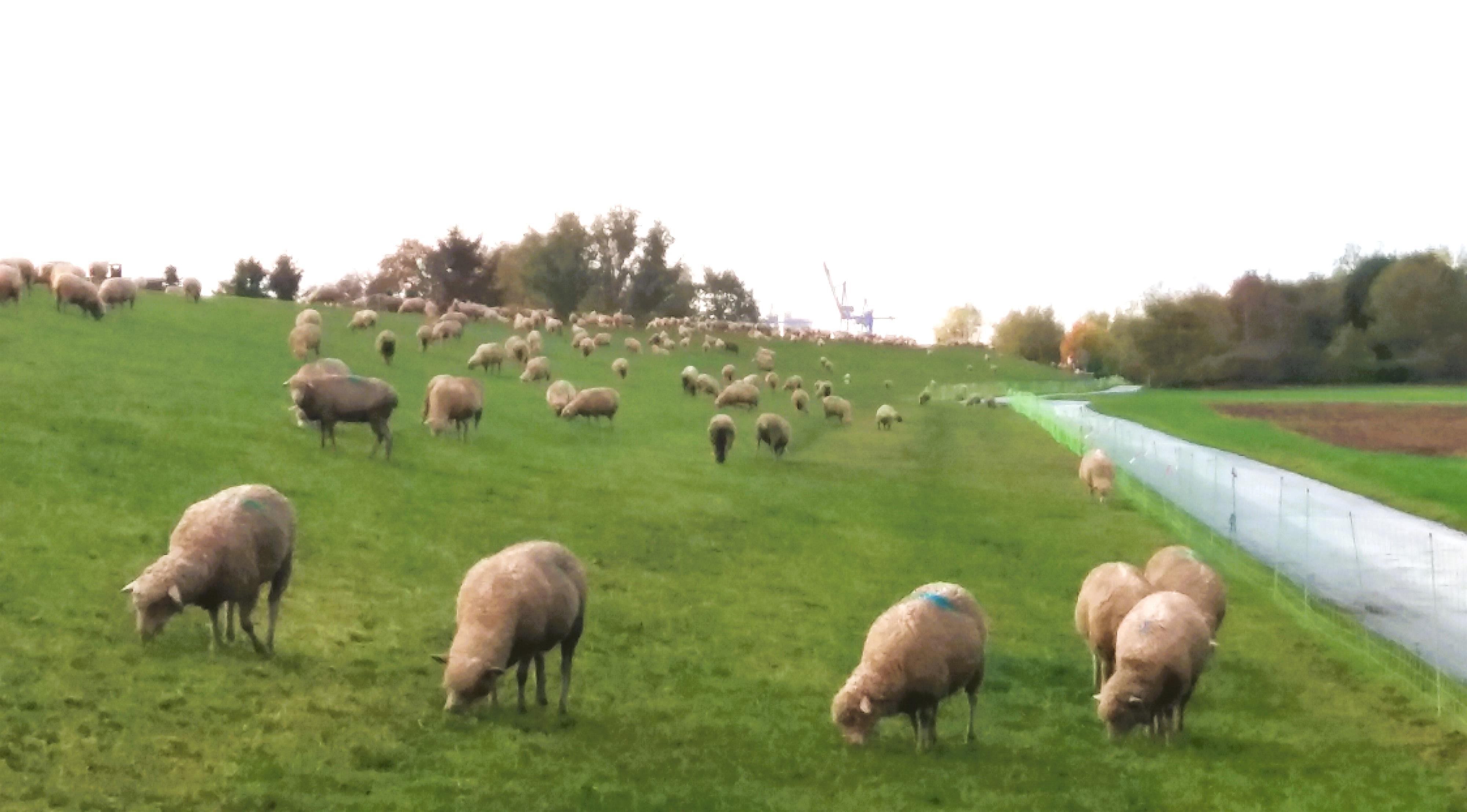 Schafe auf dem Deich