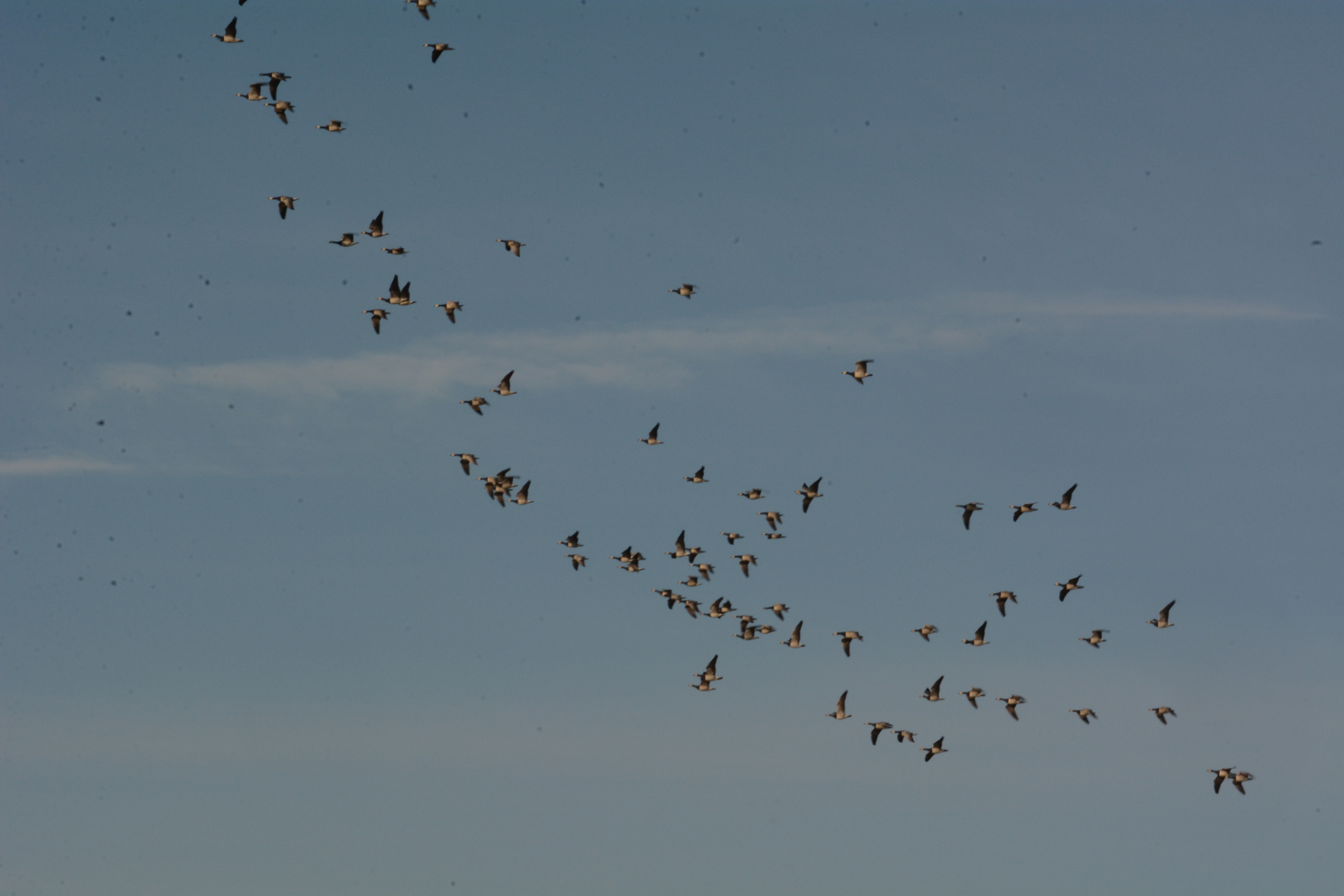 Vögel Zugvogeltage.JPG