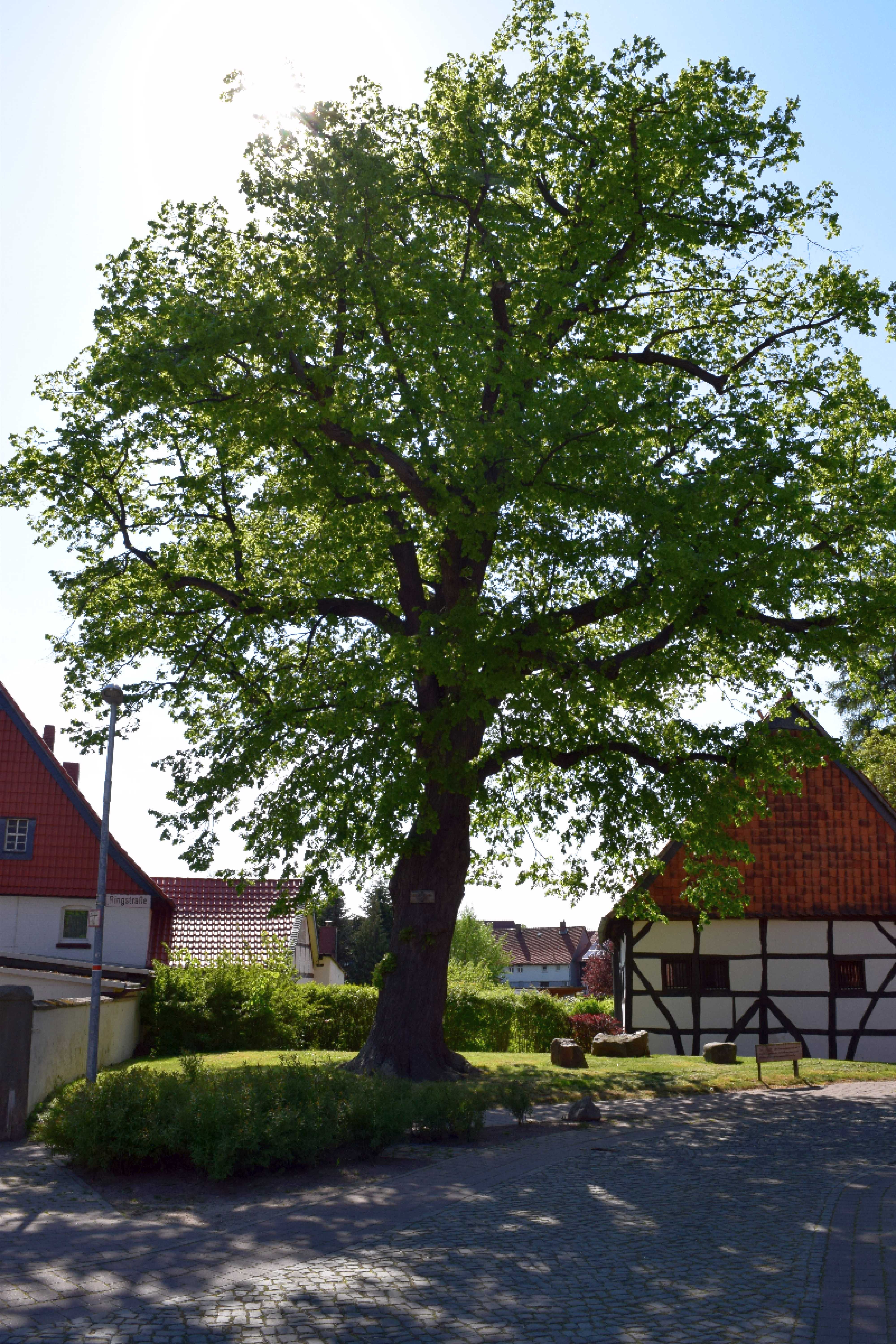 40. Station Thie-Linde