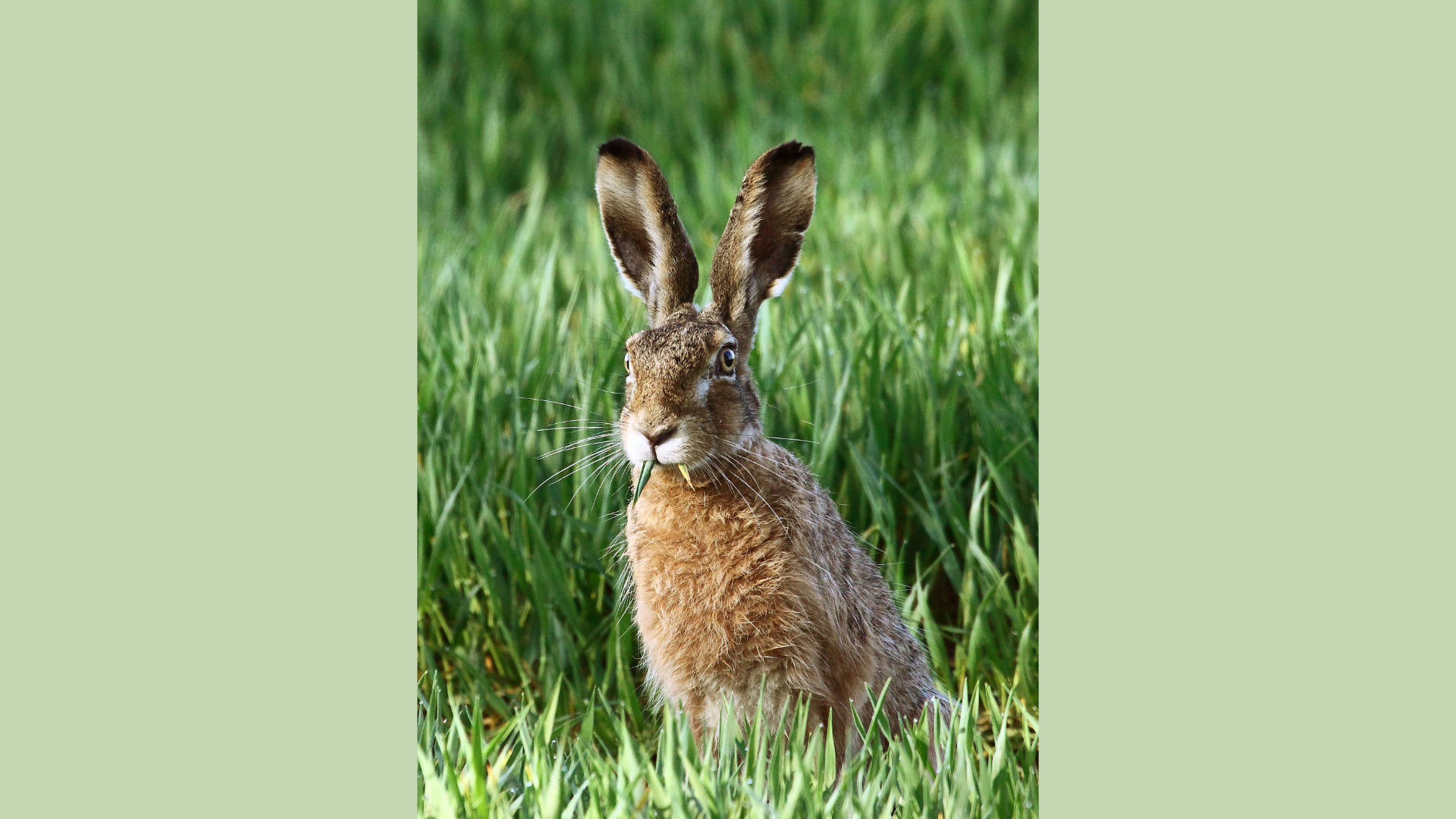 Hase_Niedersaechsische_Landesforsten.jpg