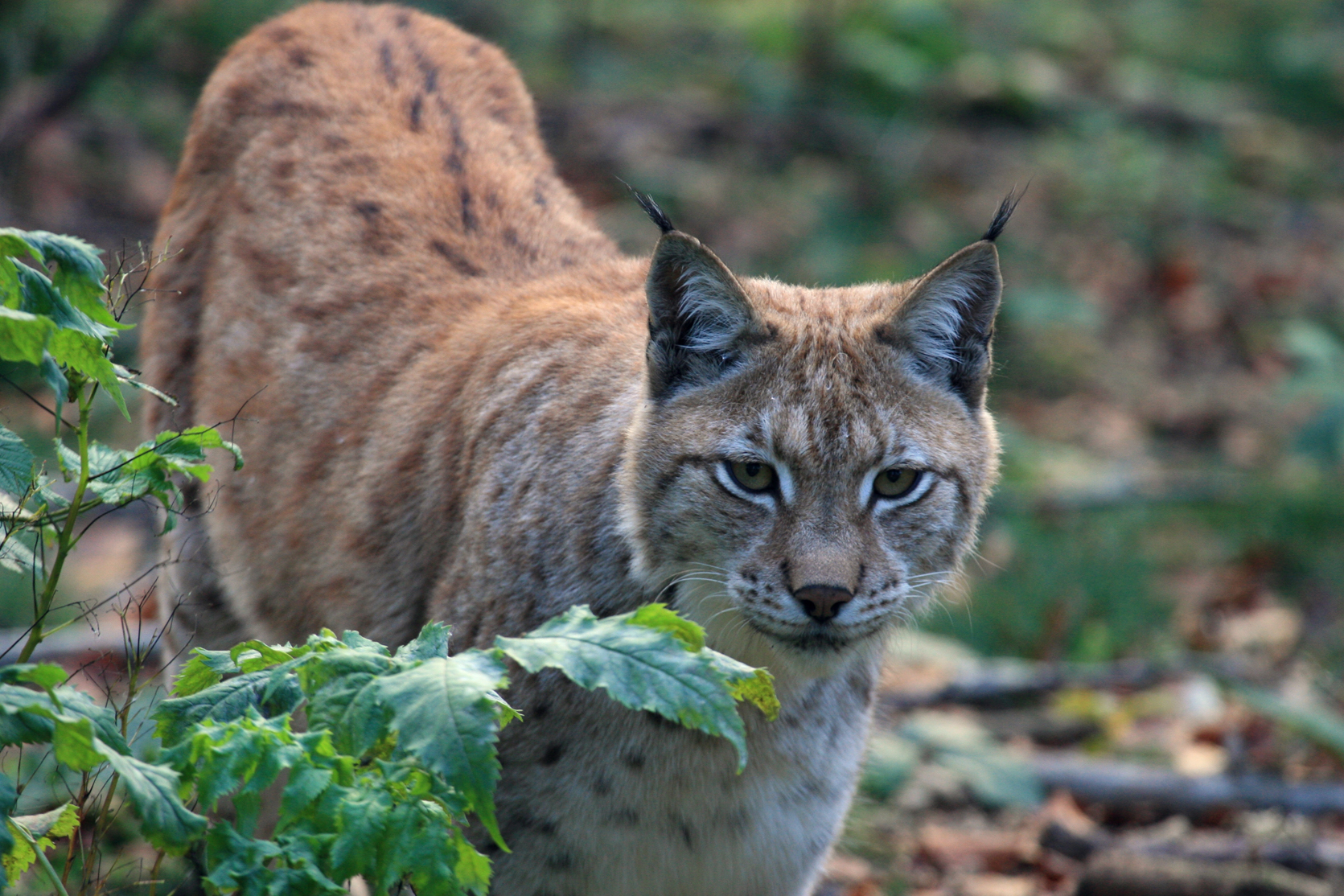 Tag de Luchs