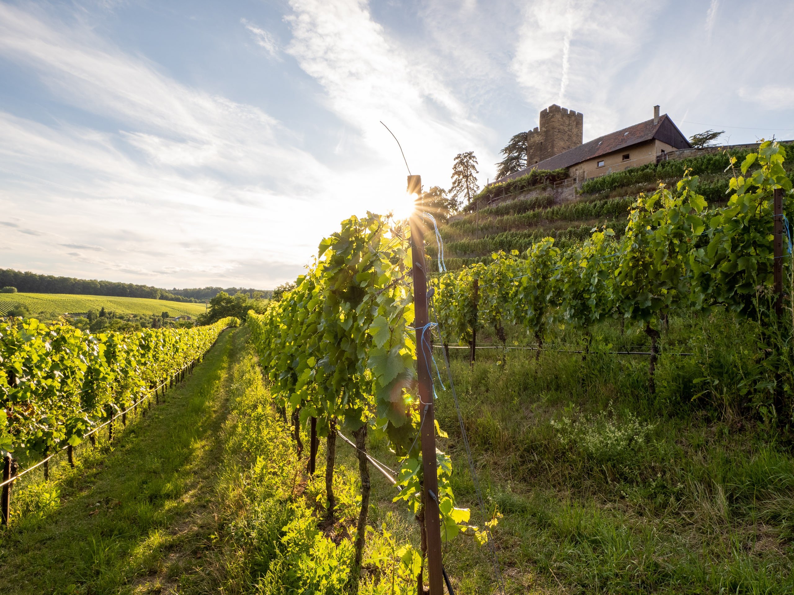 Brackenheim Natur & Wein