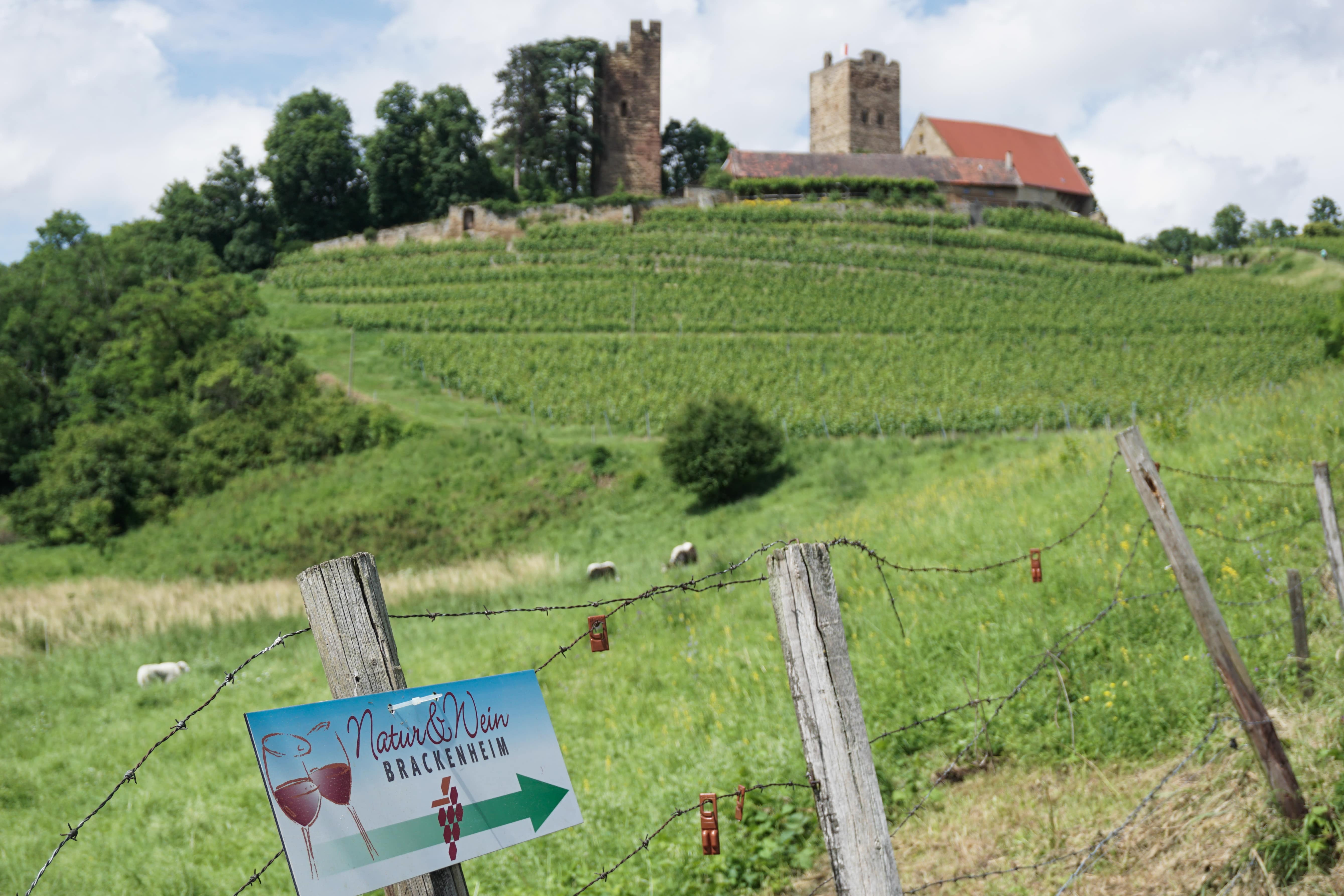 Brackenheim Natur & Wein