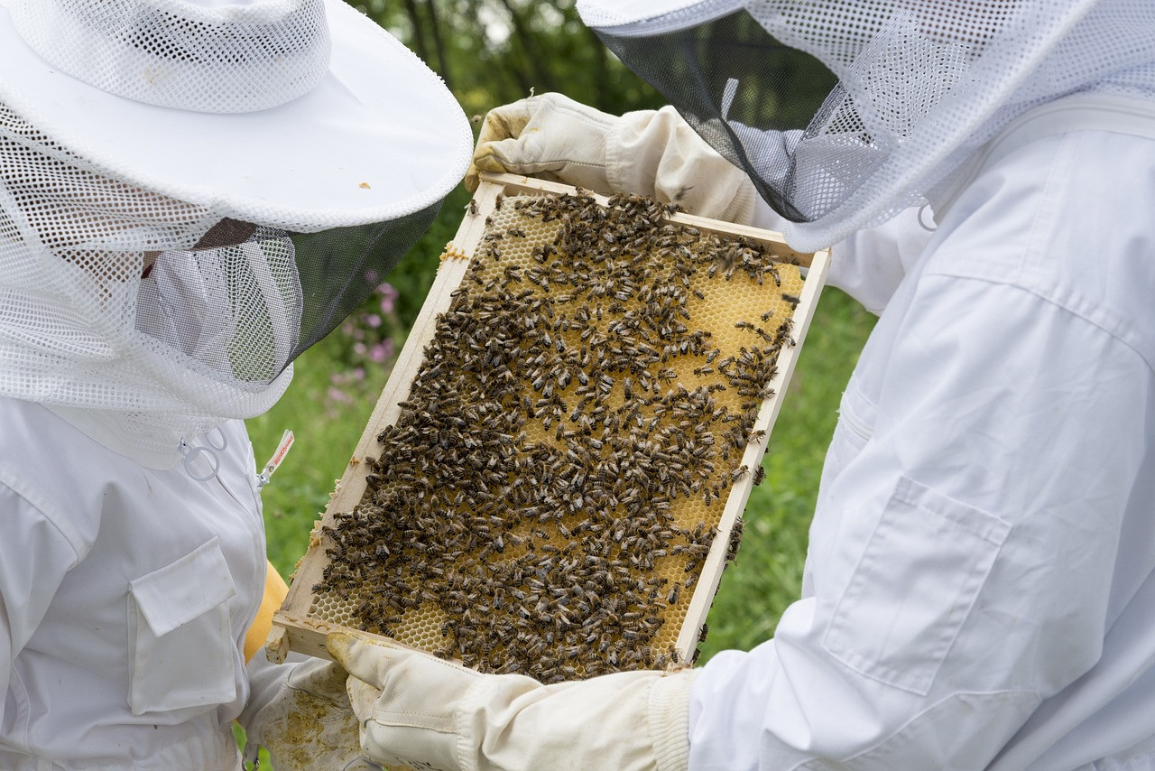 beekeeper 2650664 1280
