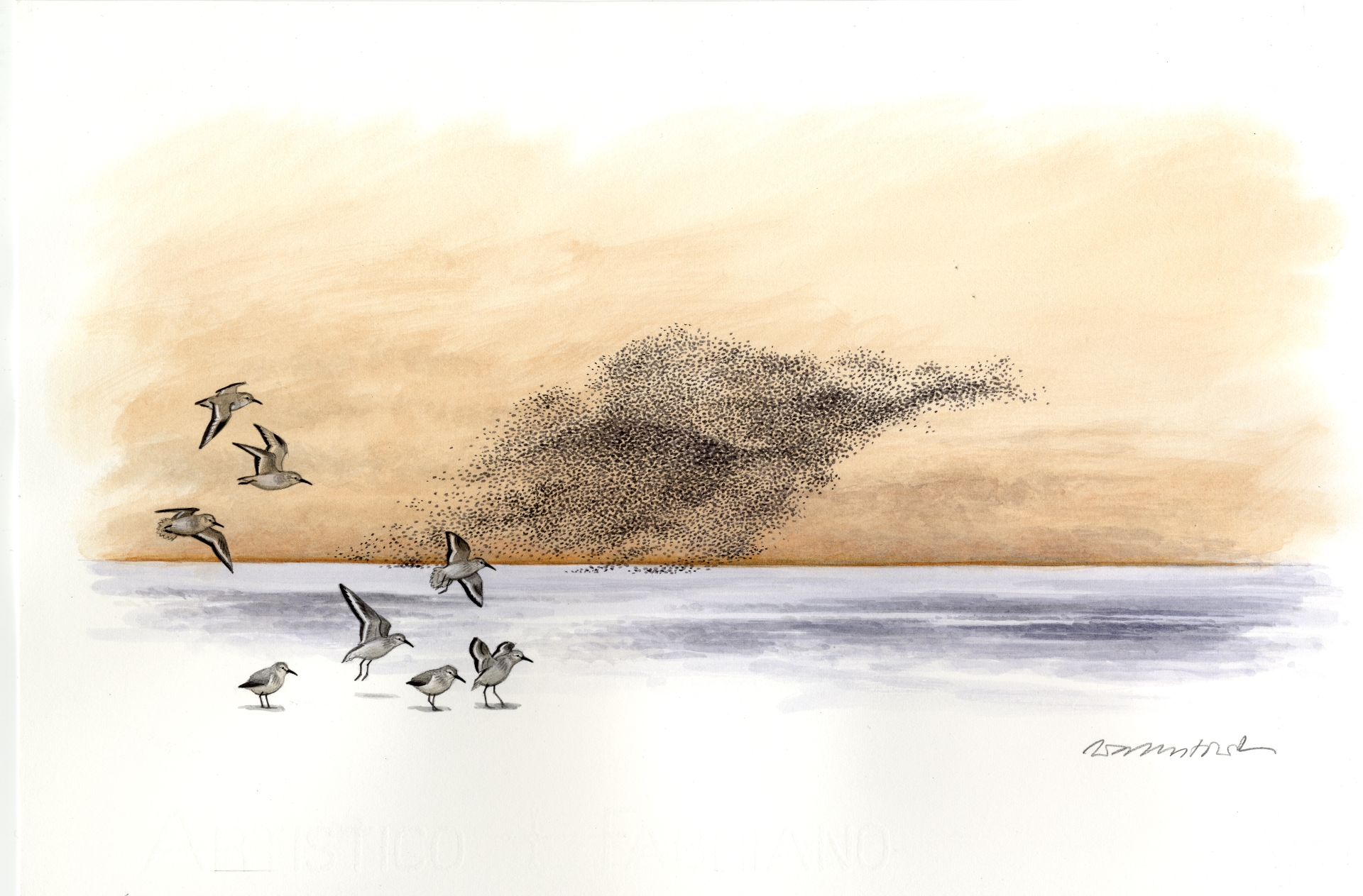 Ein Schwarm Alpenstrandläufer über dem Wattenmeer.