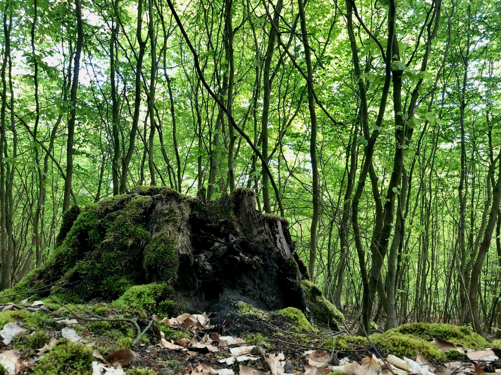Durch Wald und Felder