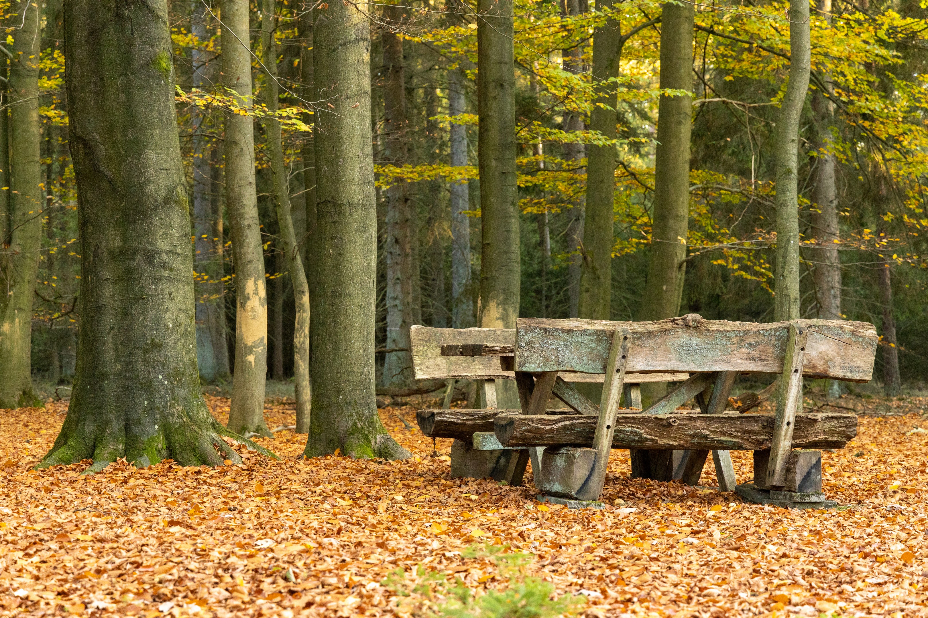 Blauer Waldlehrpfad