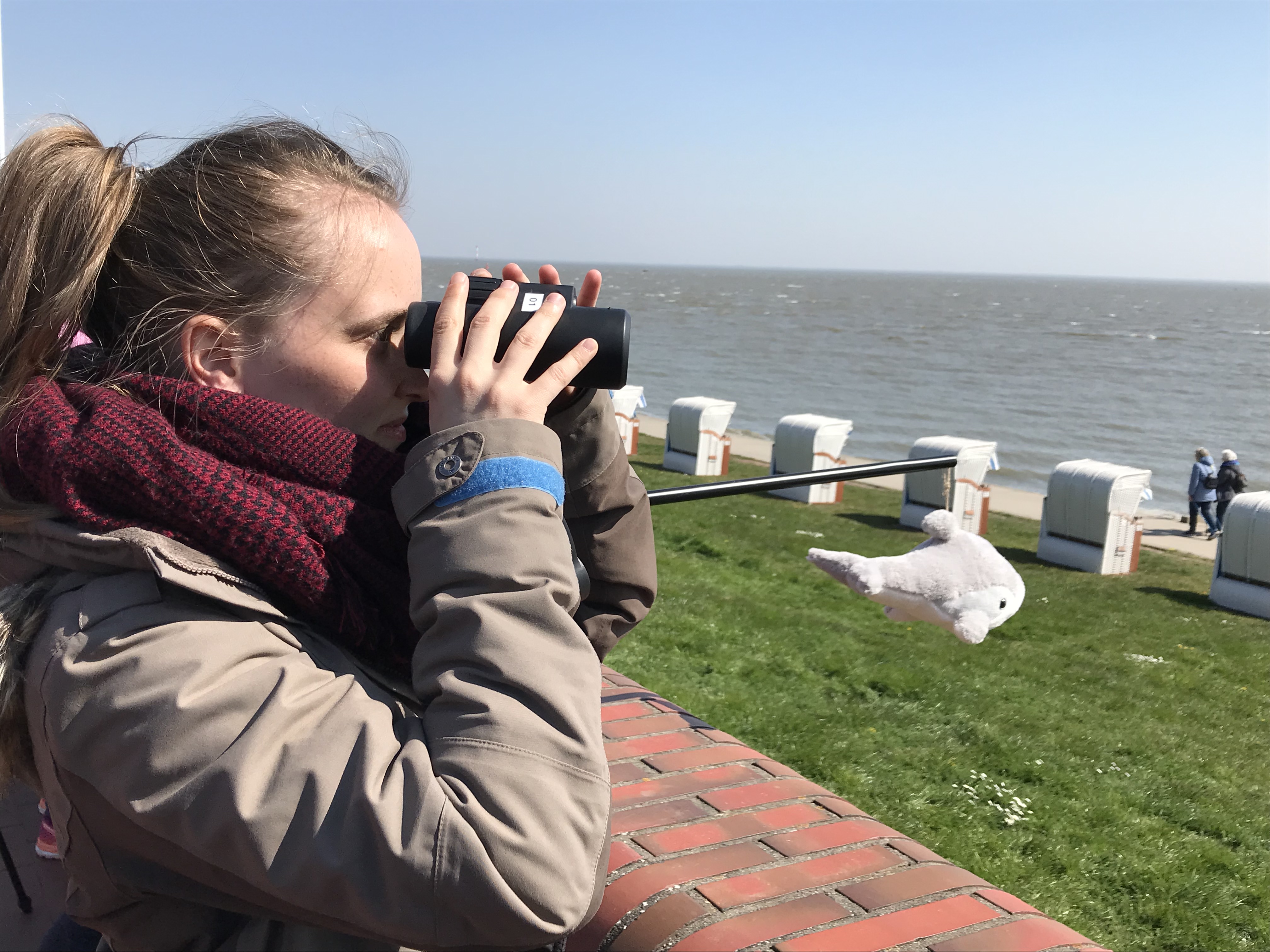 Schweinswal-Watching Südstrand.jpg