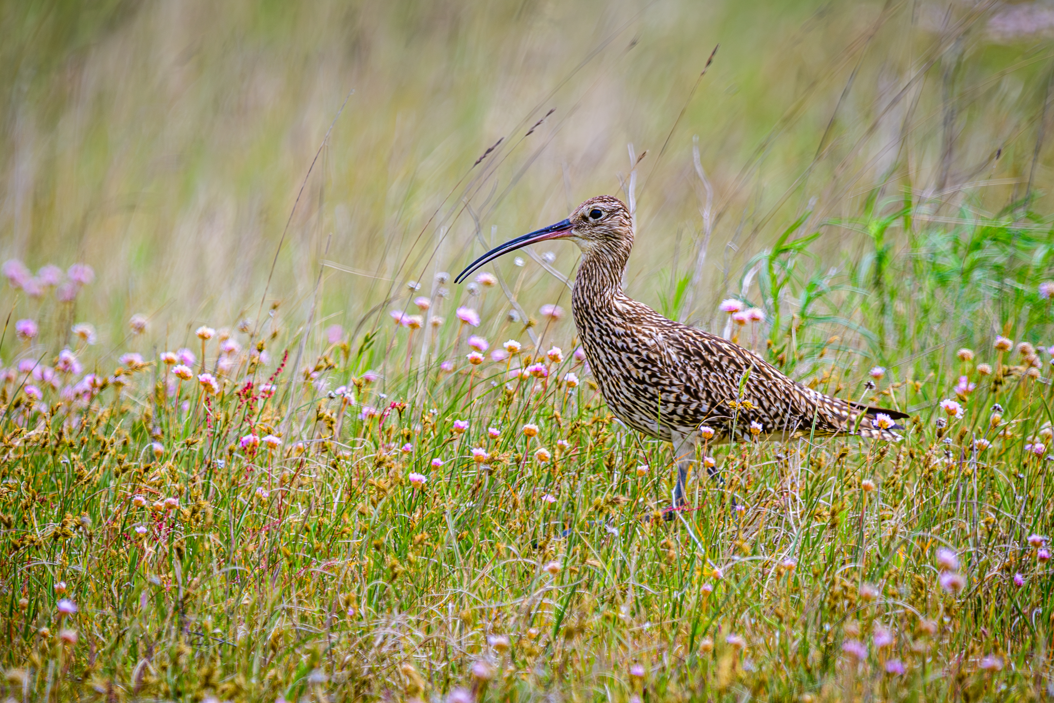 Großer Brachvogel auf Wiese, Nationalpark Nds. Wattenmeer<br>