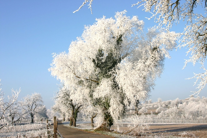 Michaelsberg Birnbaumallee Winter