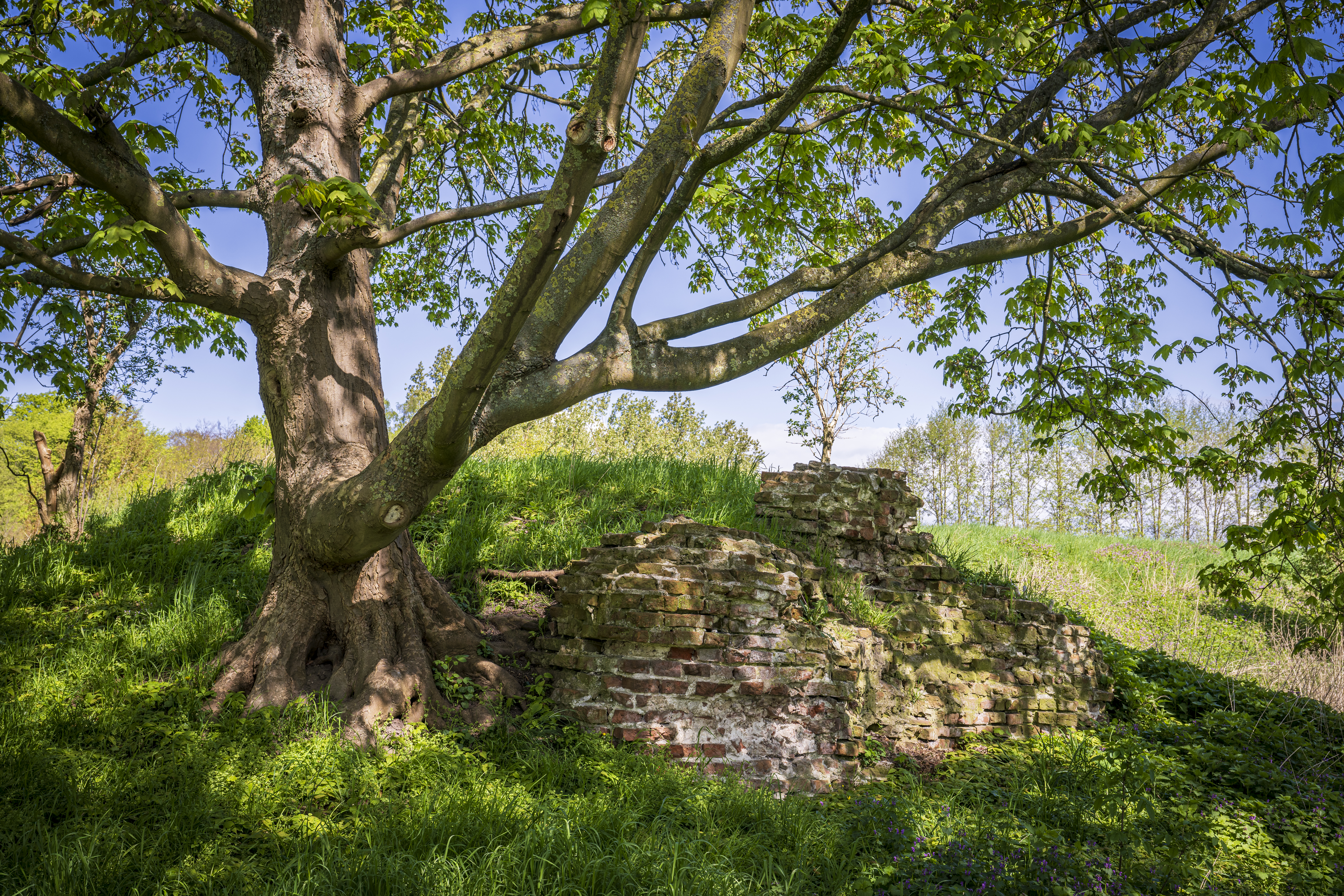Burgwall