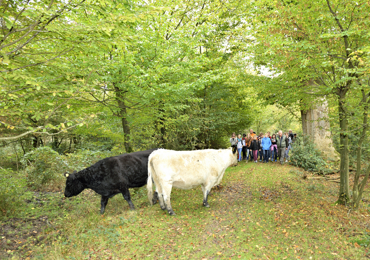 Bentheimer Wald