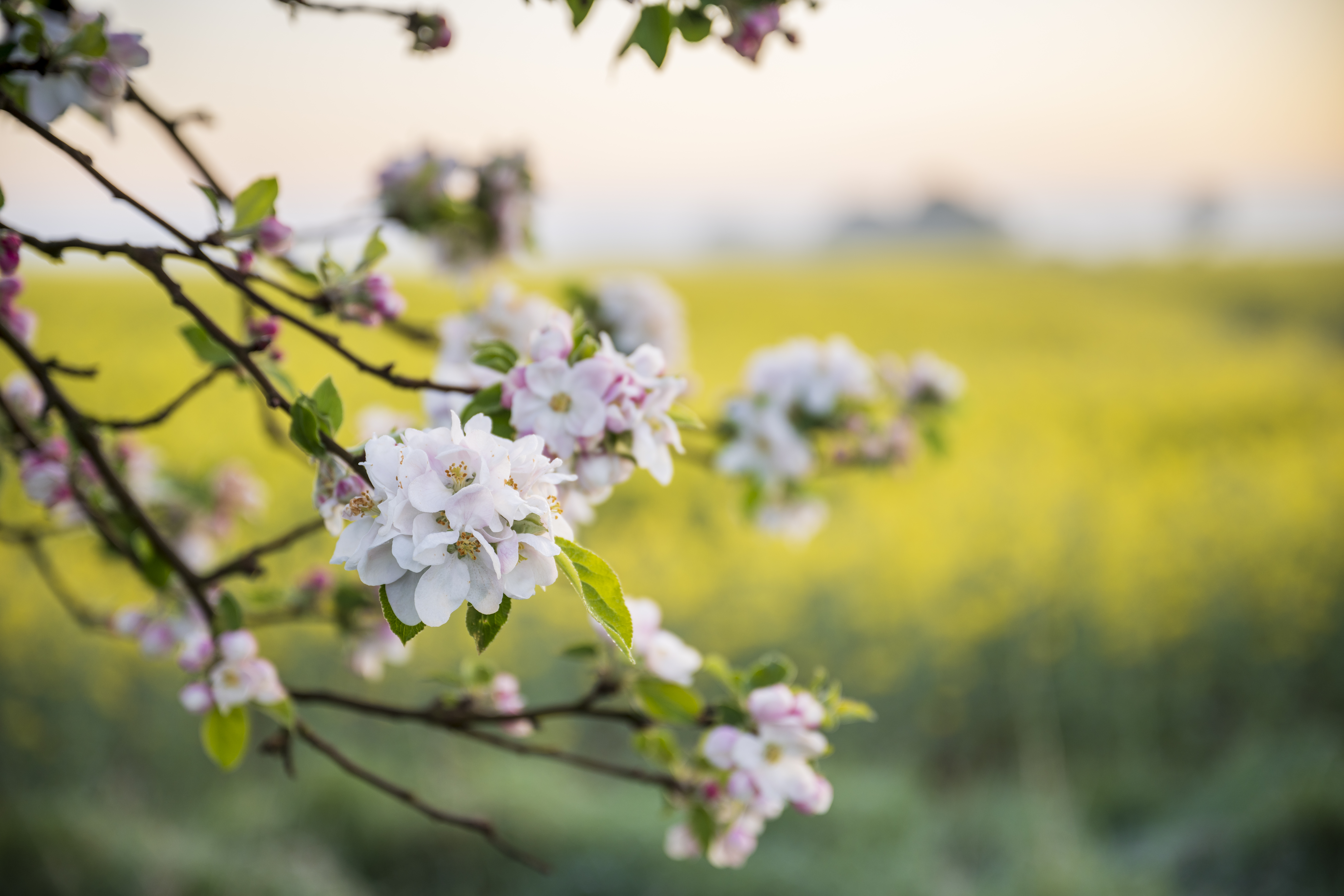 Obstbaumblüte und Rapsfeld in Groß Kühren